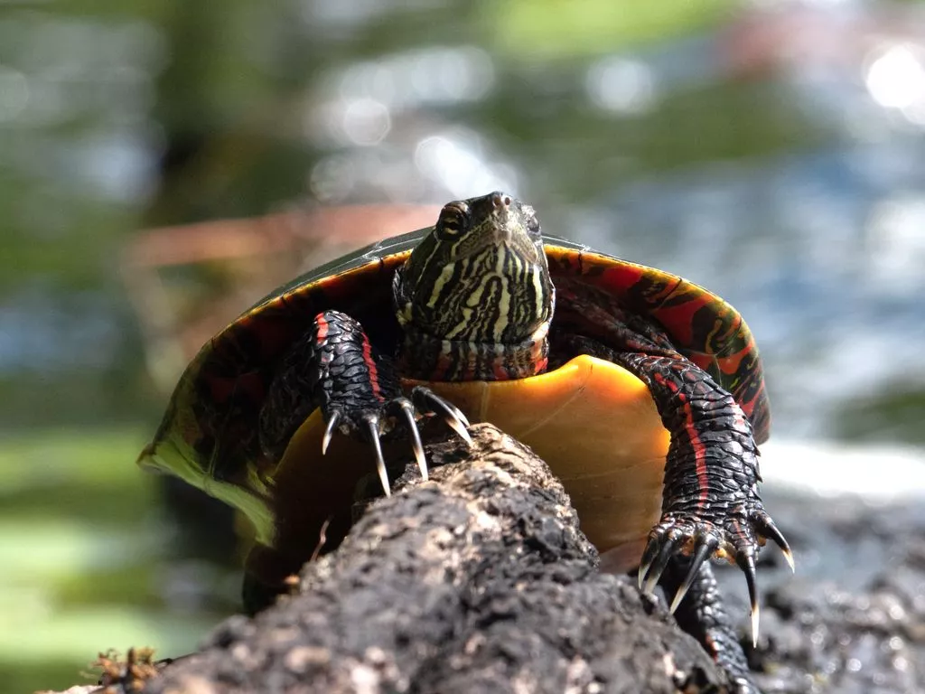 Photos of Painted Turtle Chrysemys