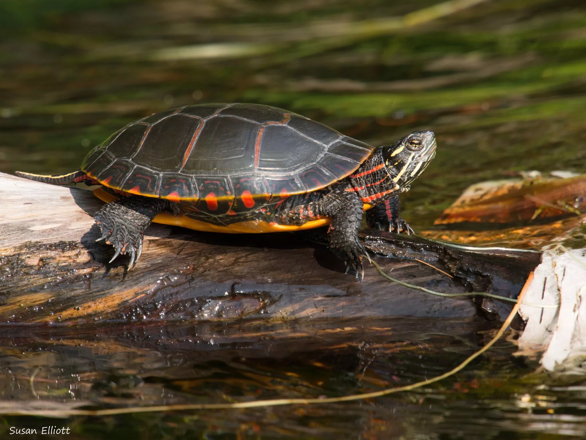 Photos of Painted Turtle Chrysemys