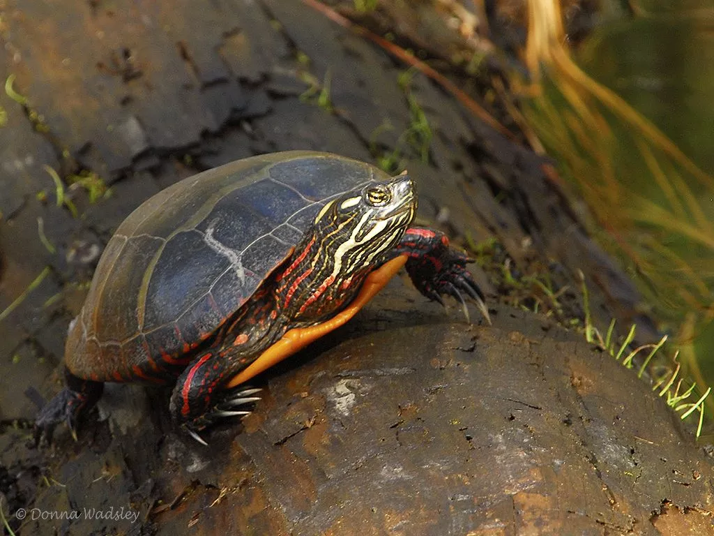 Autumn Turtles at Blackwater NWR. Bay