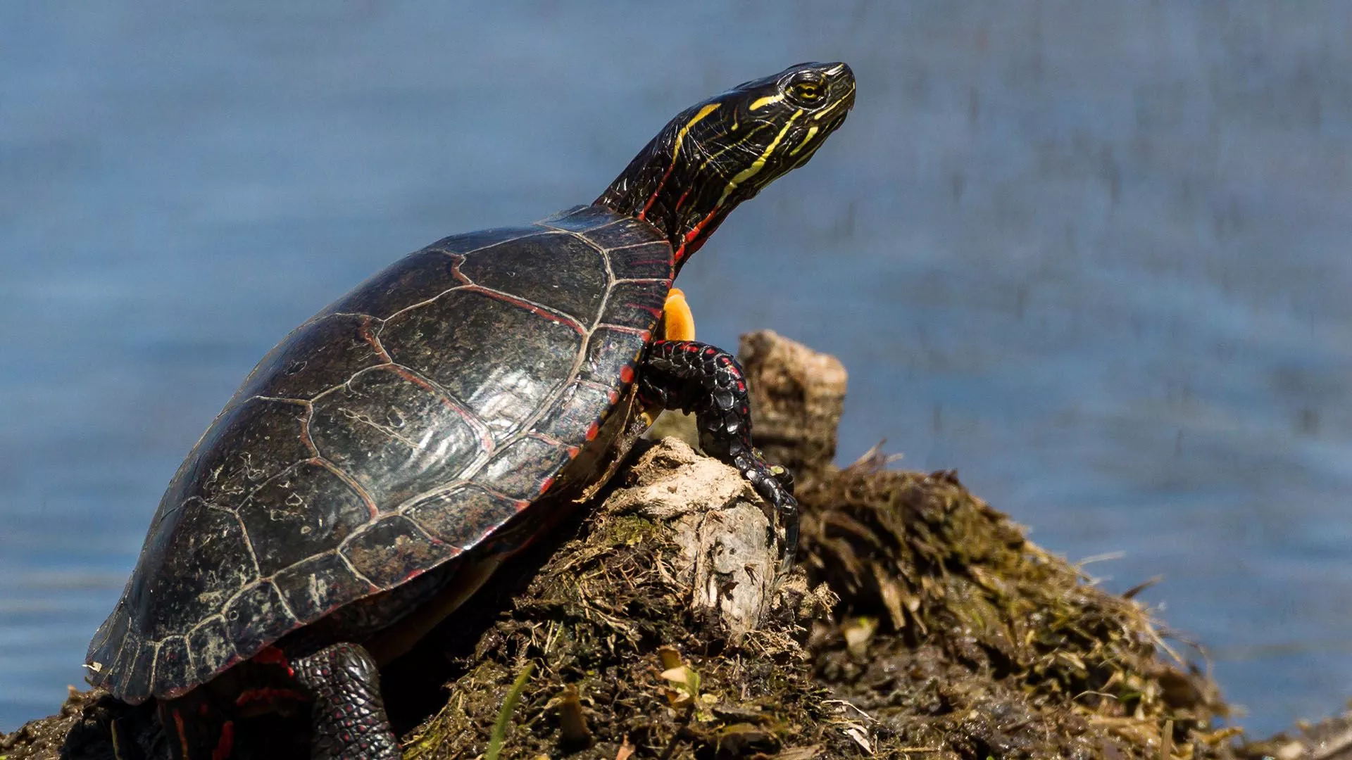 Painted turtle