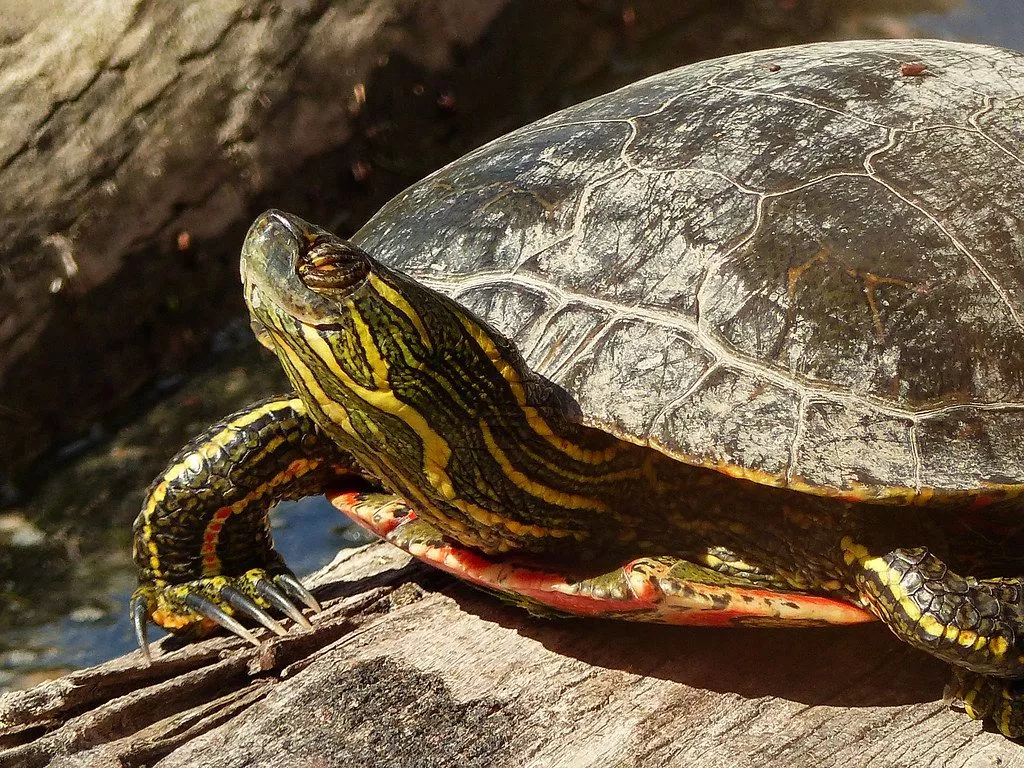 Painted Turtle basking in the sun. A