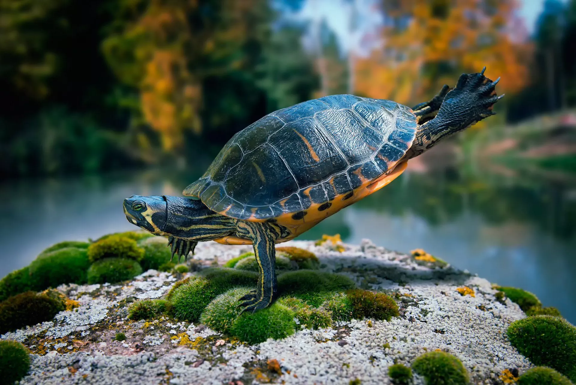 HD Wallpaper of a Turtle on Lush Moss