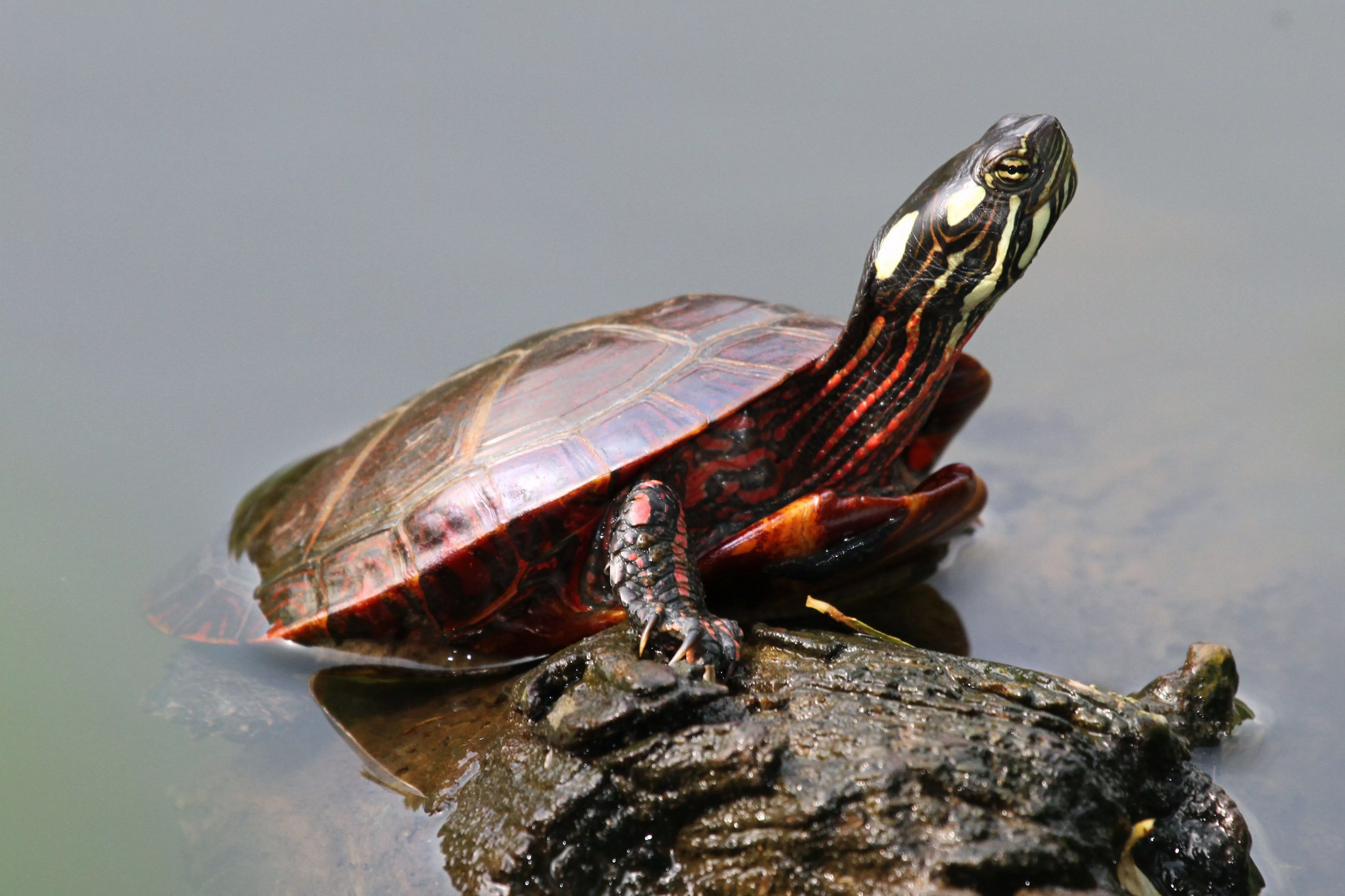 Eastern Painted Turtle Chrysemys