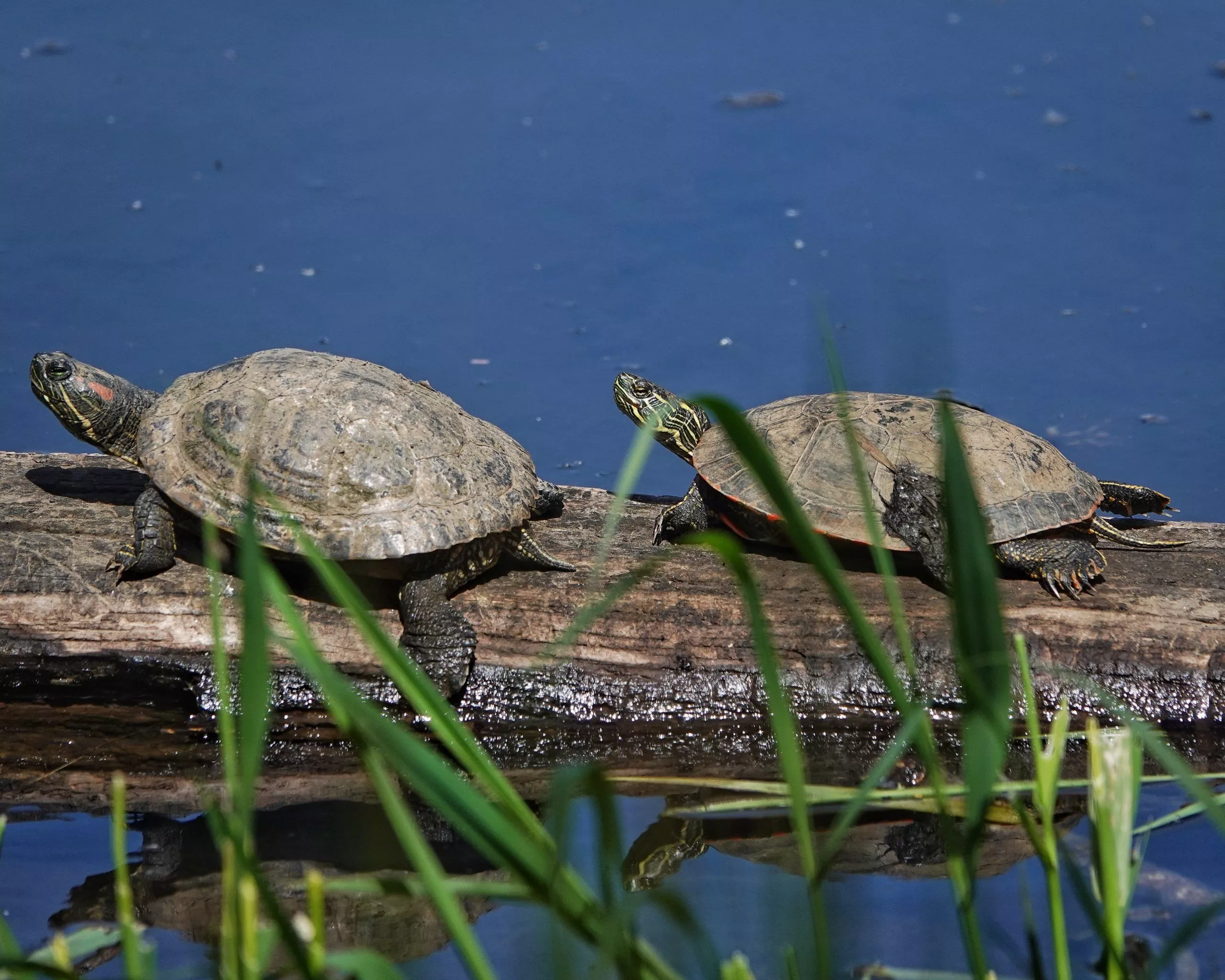 Chrysemys picta bellii Western Painted