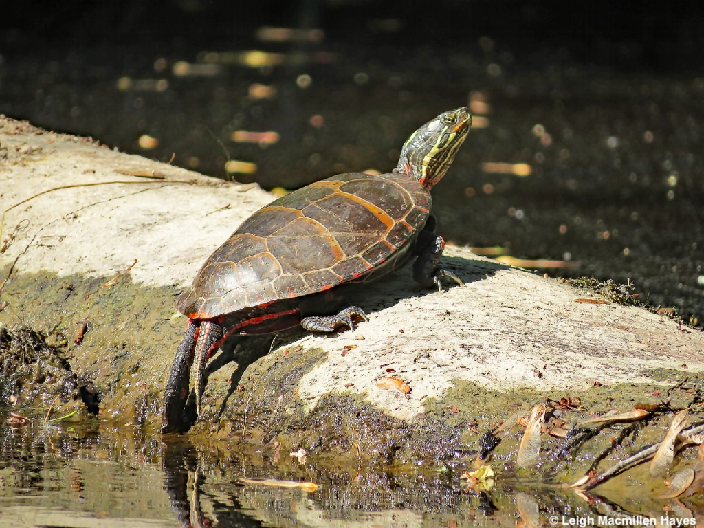 Painted turtle