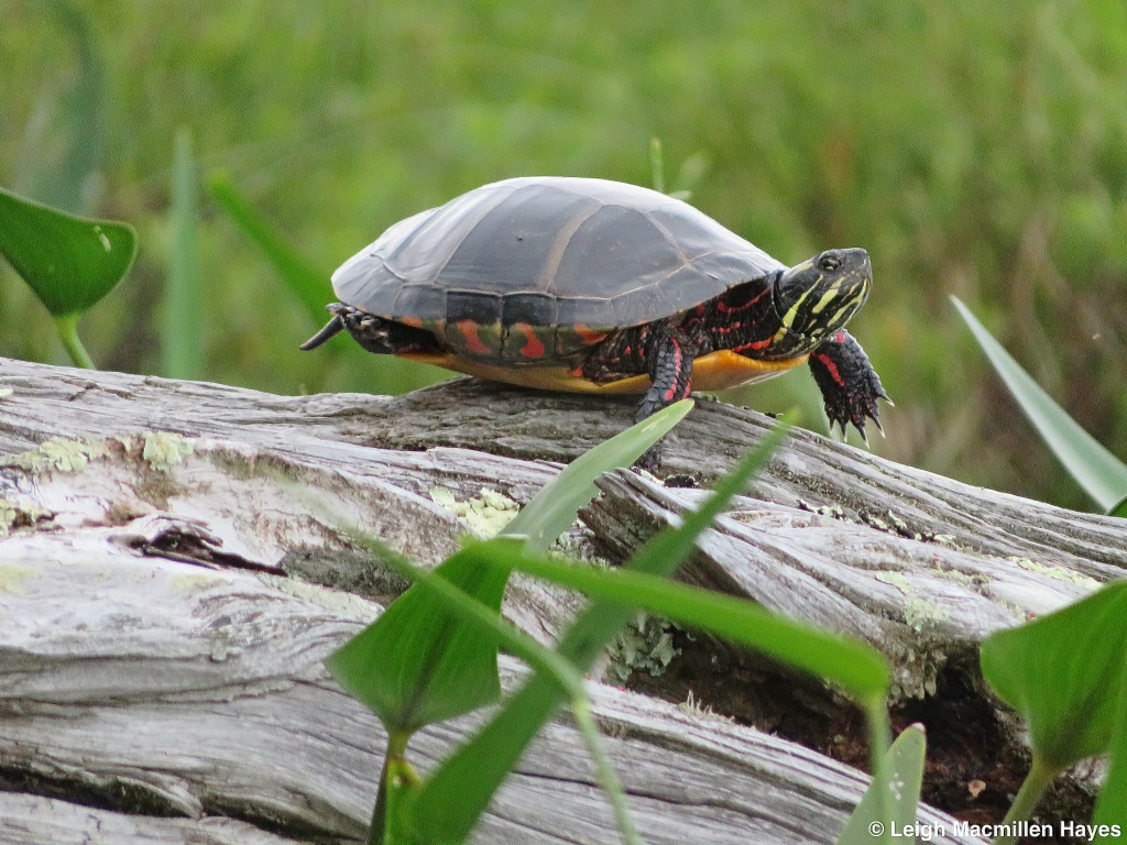 Painted turtle
