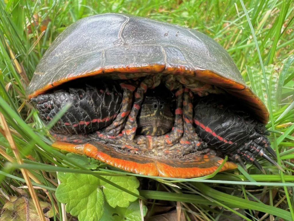 Bud And The Painted Turtle