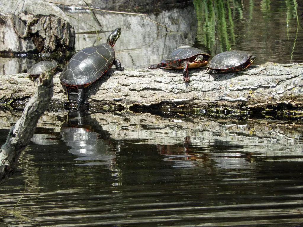 Painted Turtles on a log, Hillman Marsh