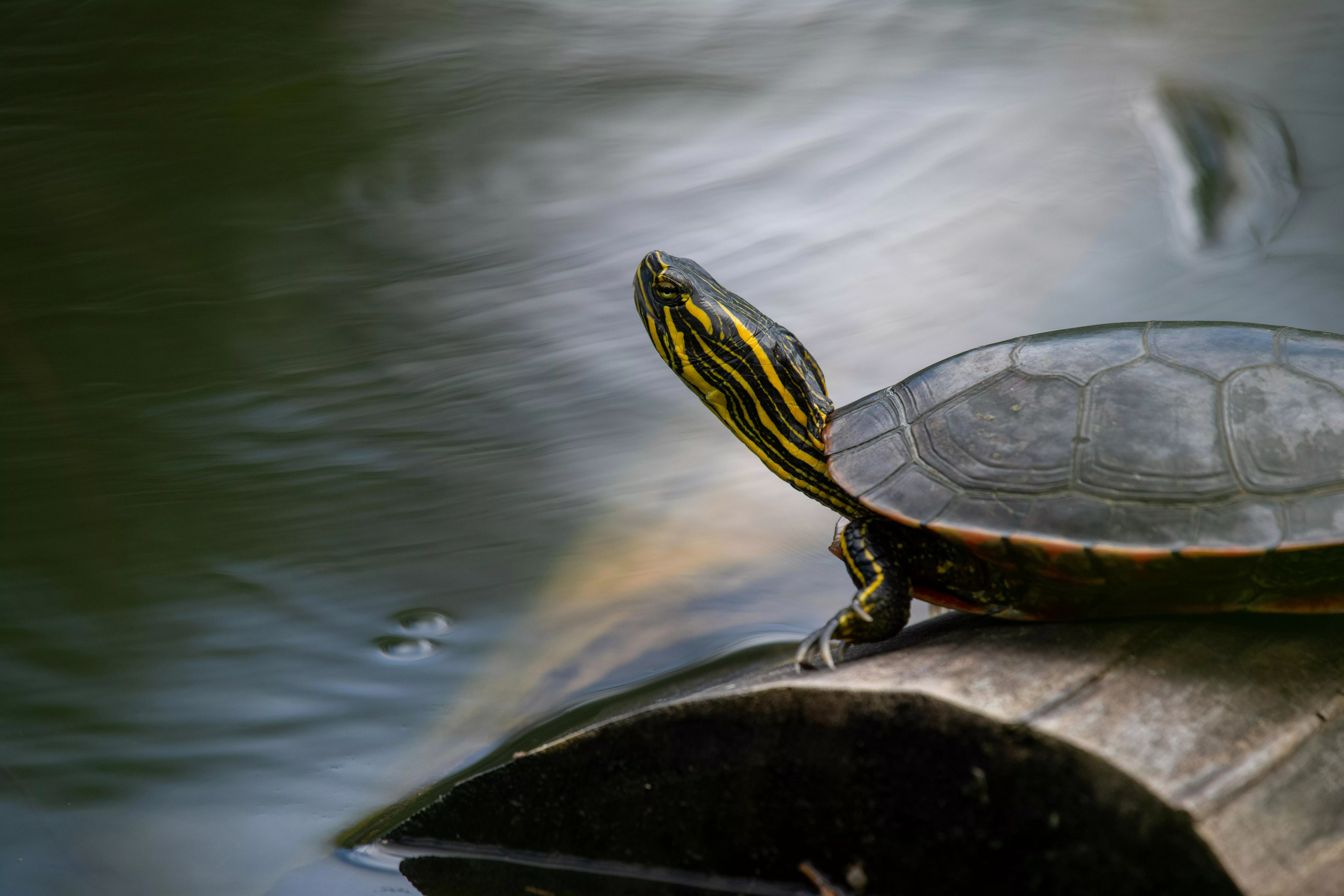 Pet Turtle Photo, Download The BEST