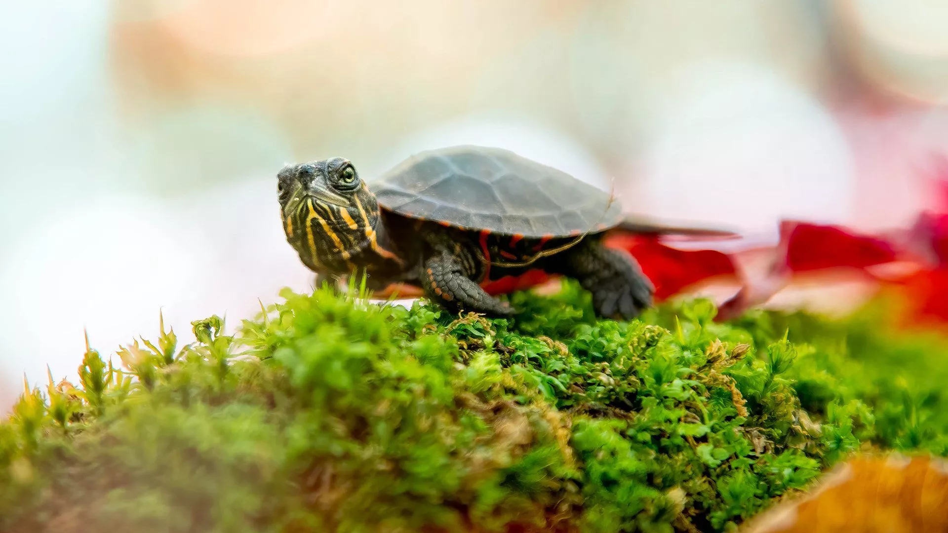 Painted turtle