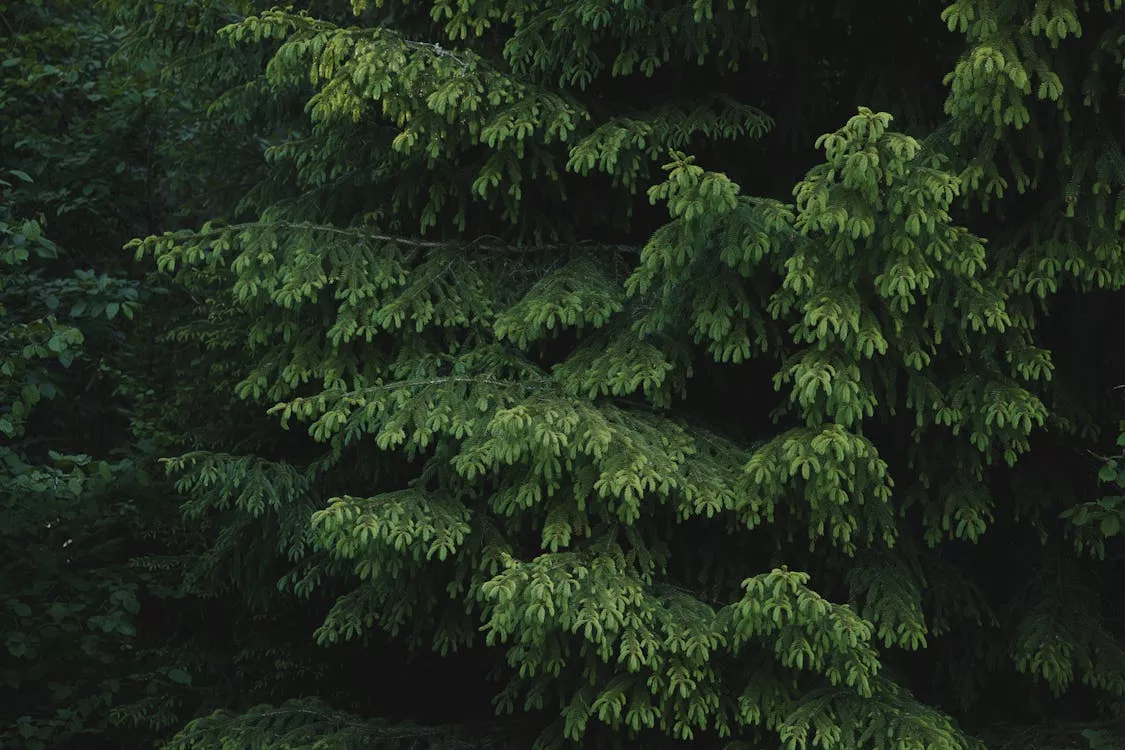 Evergreen Trees in Forest · Free Stock