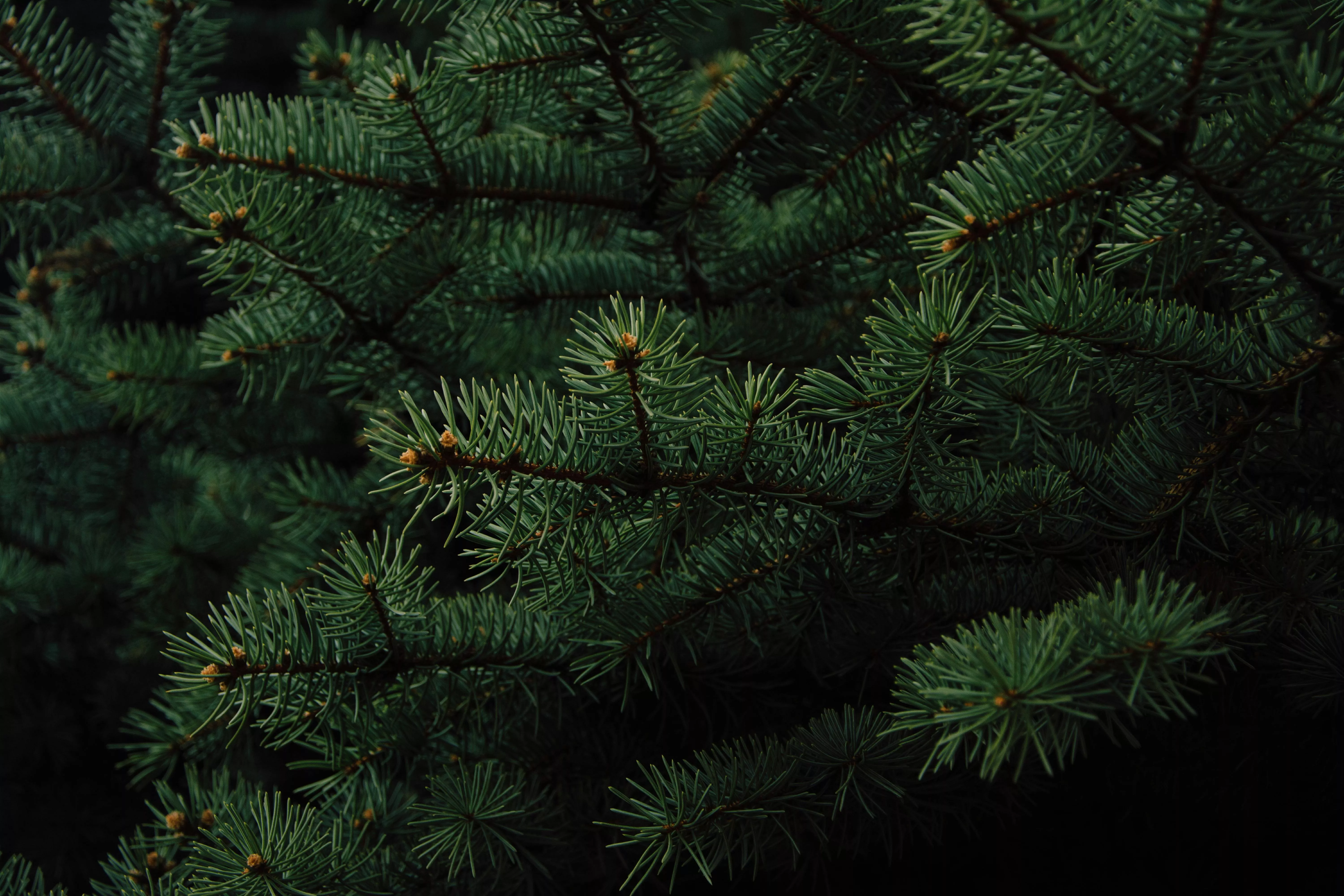 Green Pine Tree · Free