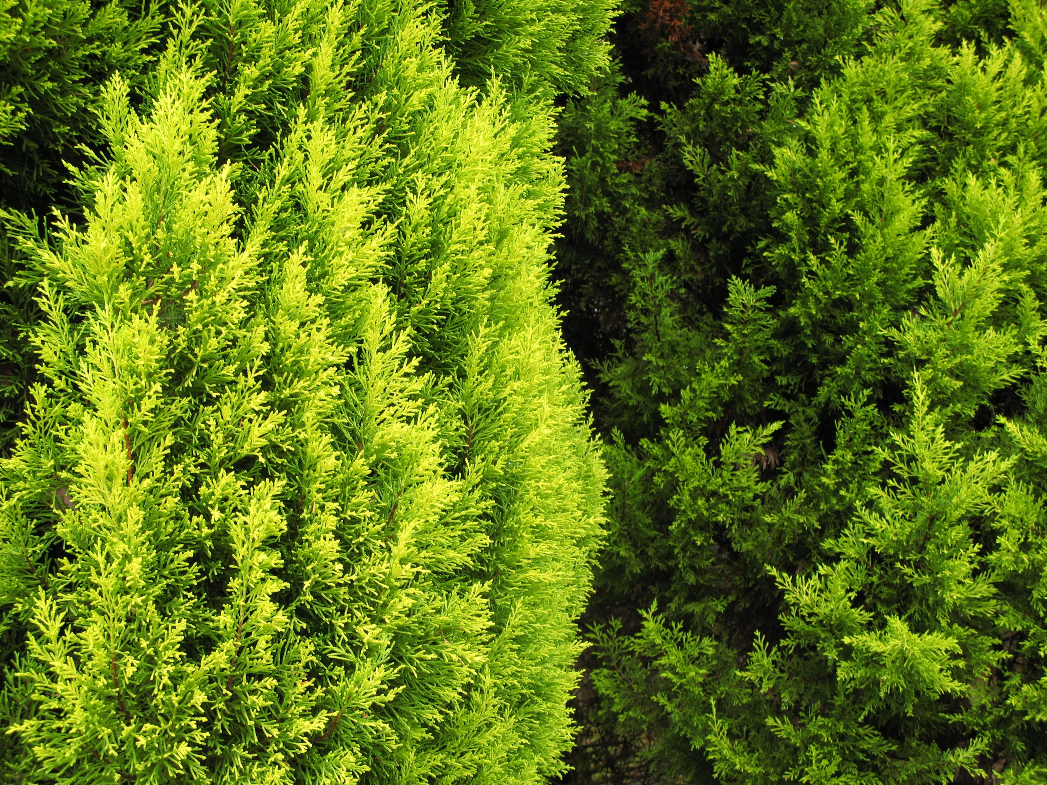 tree, branch, flower, moss, foliage