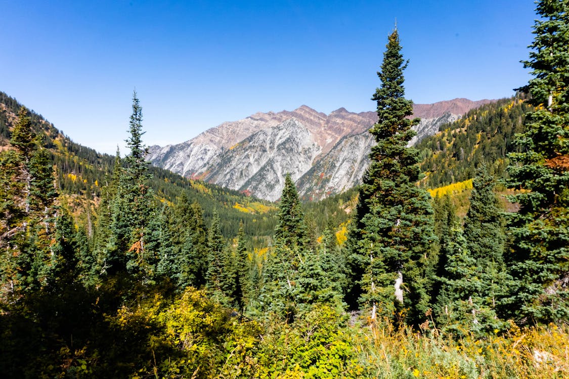 Evergreen Forest in Pictureque