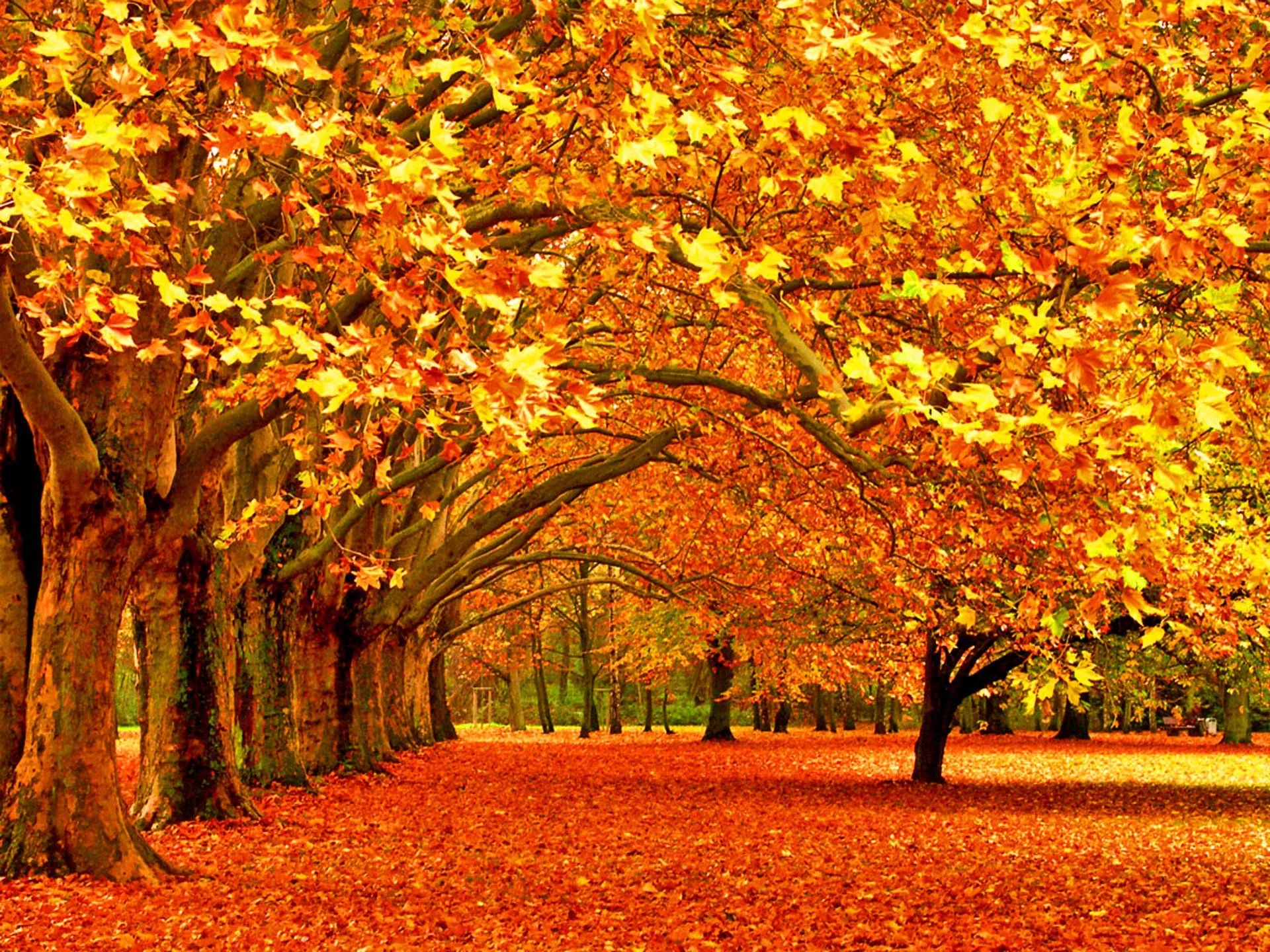 Vibrant Fall Nature: An HD Wallpaper