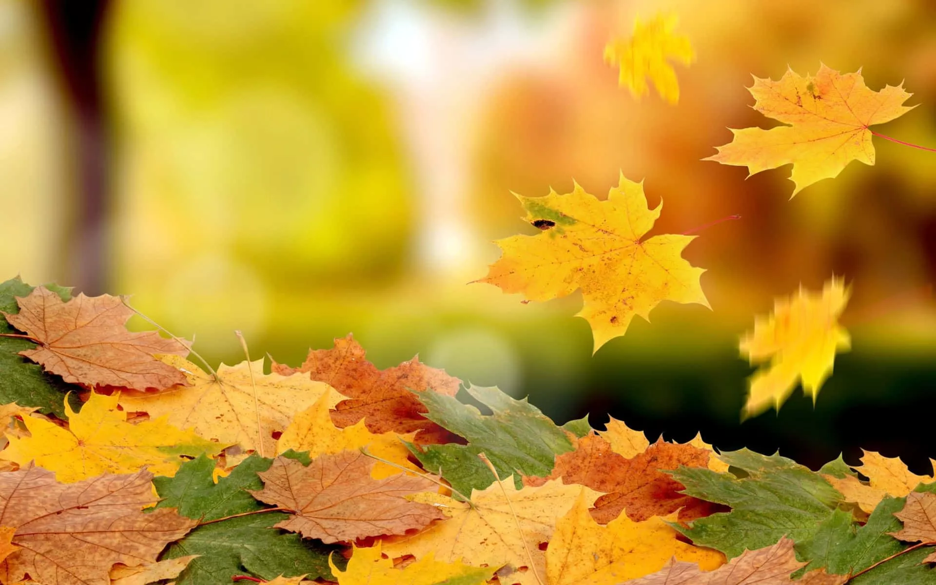 Fallen Leaves Wallpaper