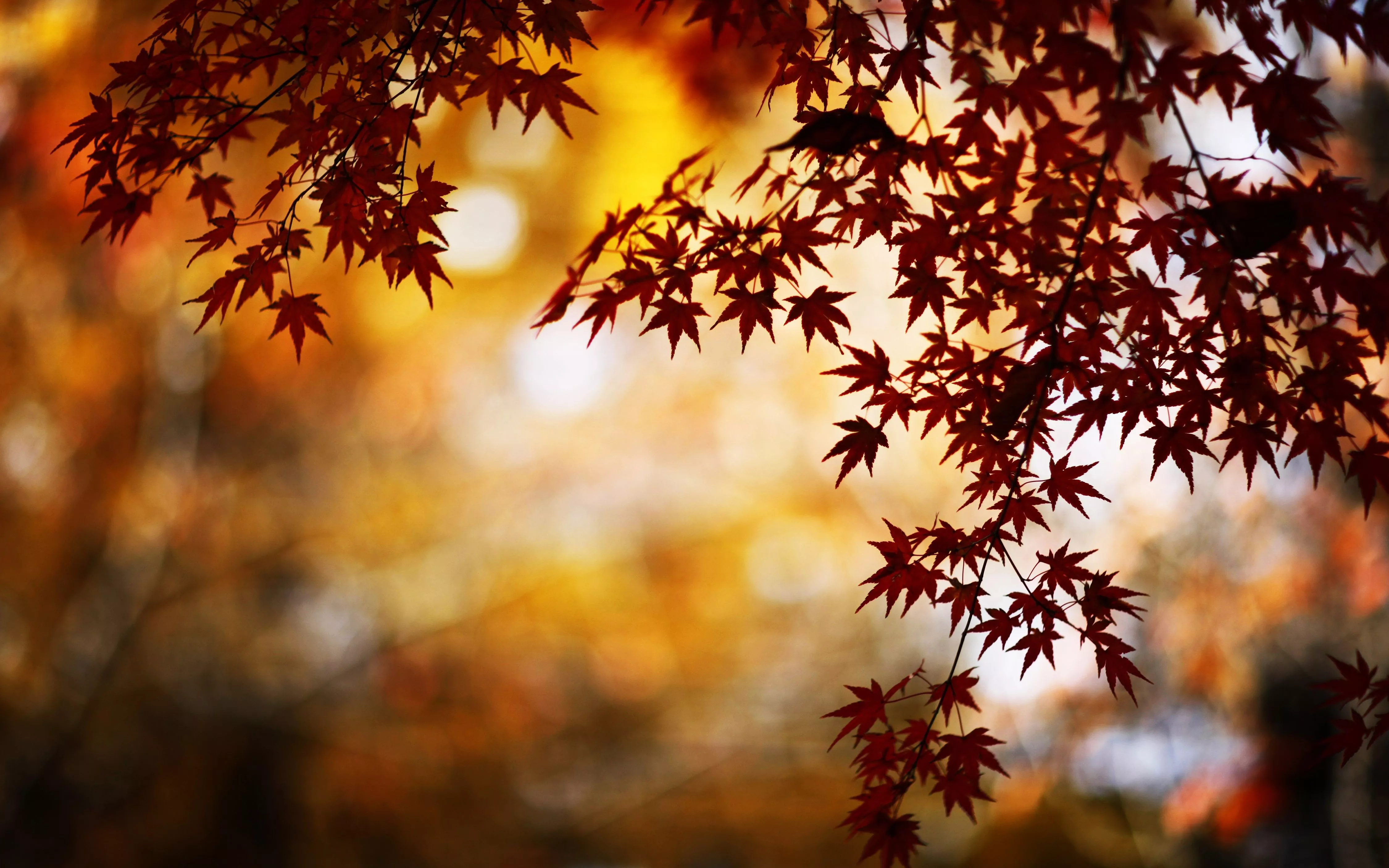 Nature's Palette in 4K Ultra HD Wallpaper