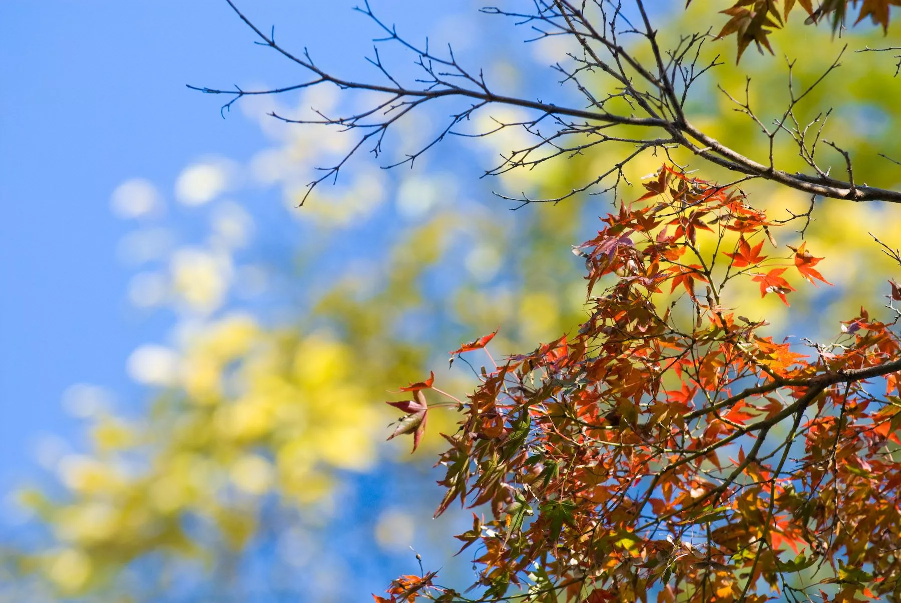 Bonanza Of Fall Foliage Desktop Background