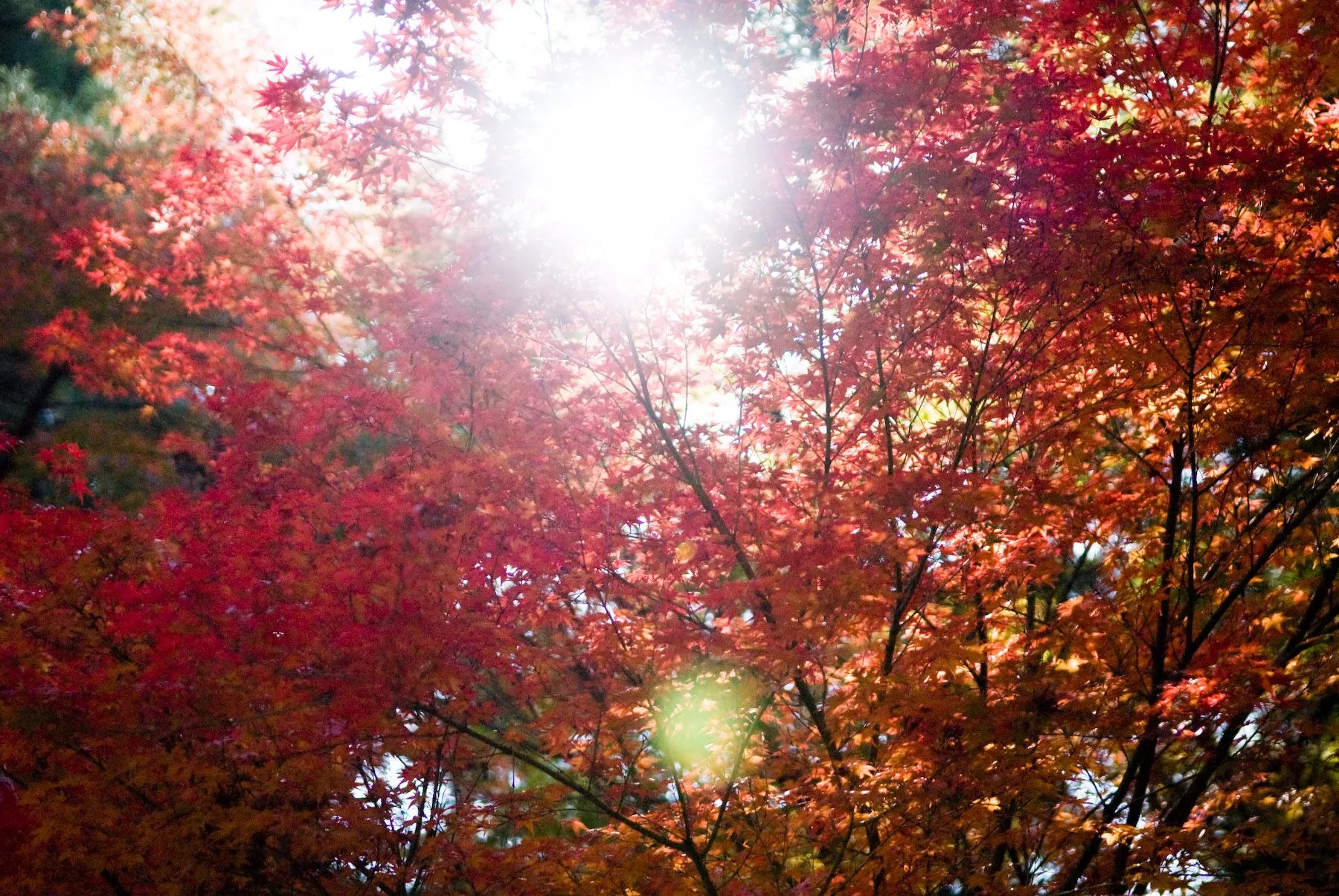 Bonanza Of Fall Foliage Desktop Background