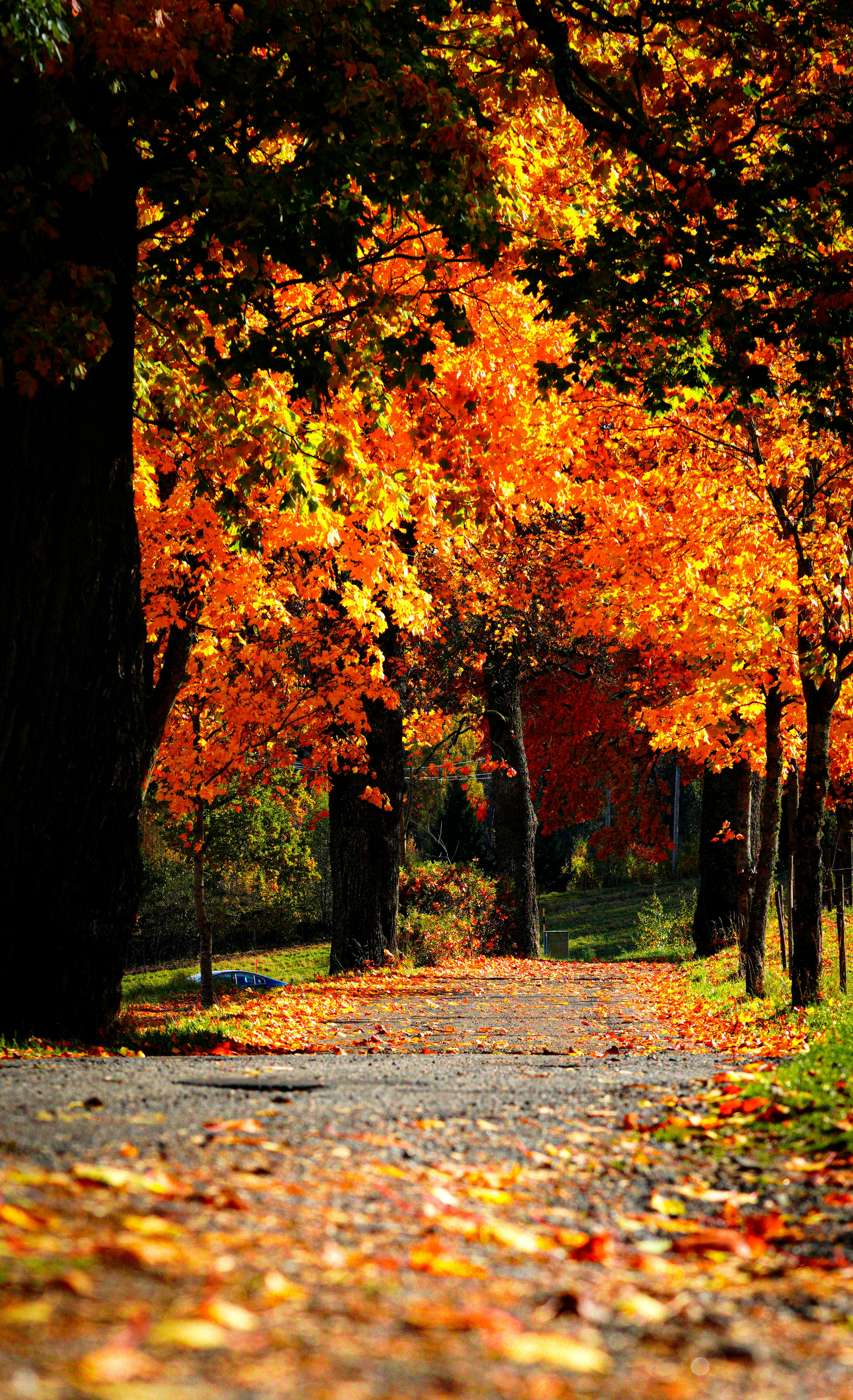 Vibrant Autumn Pathway Surrounded by Foliage · Free