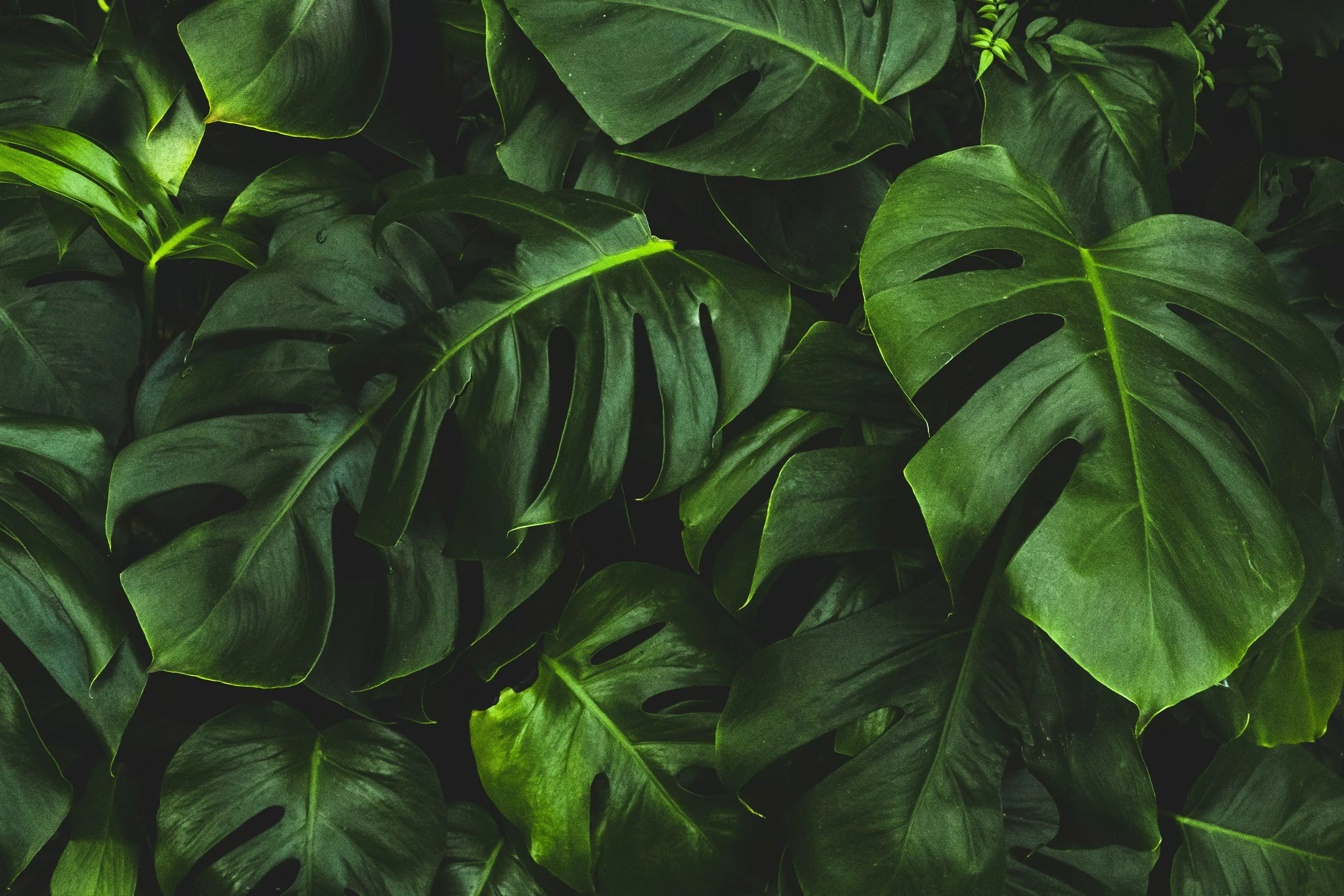 Green Leaf Picture. Download