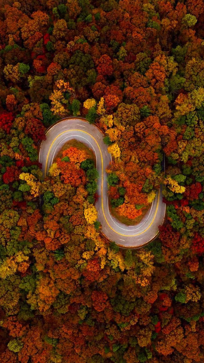 Aerial foliage, trees, fall, leaves