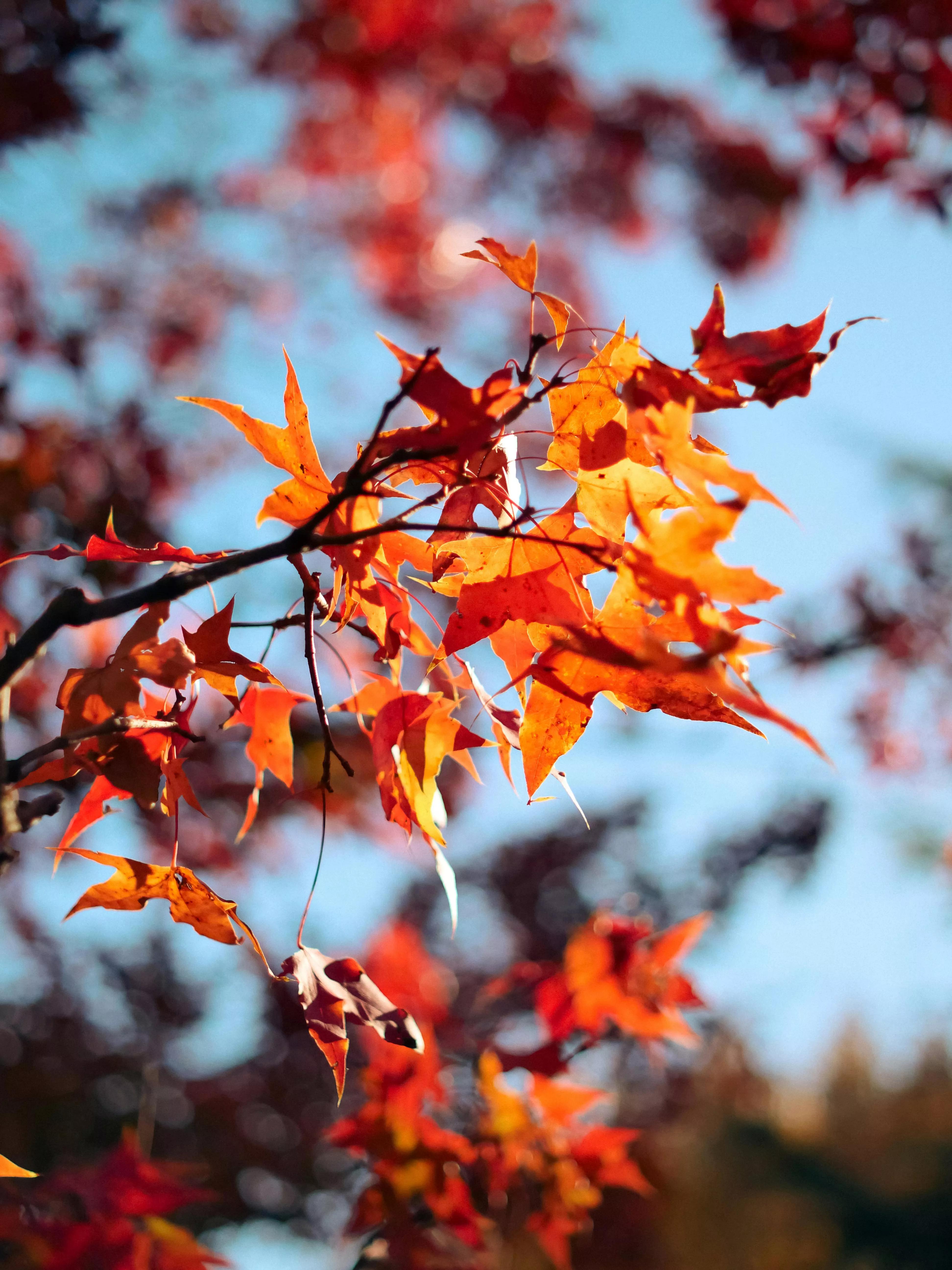 Red, Autumn Leaves · Free