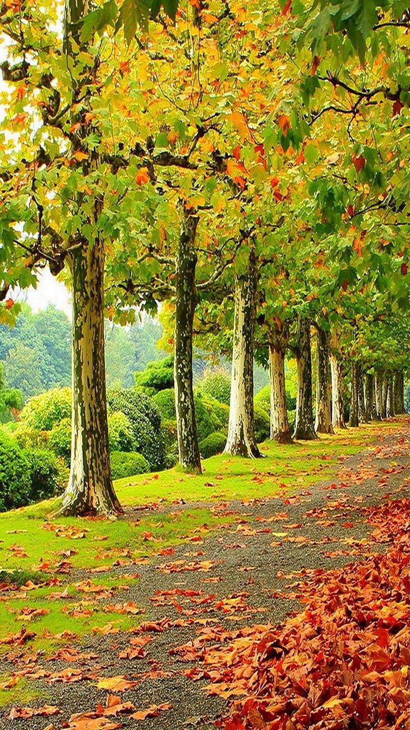 Autumn, nature, fall, leaf, foliage