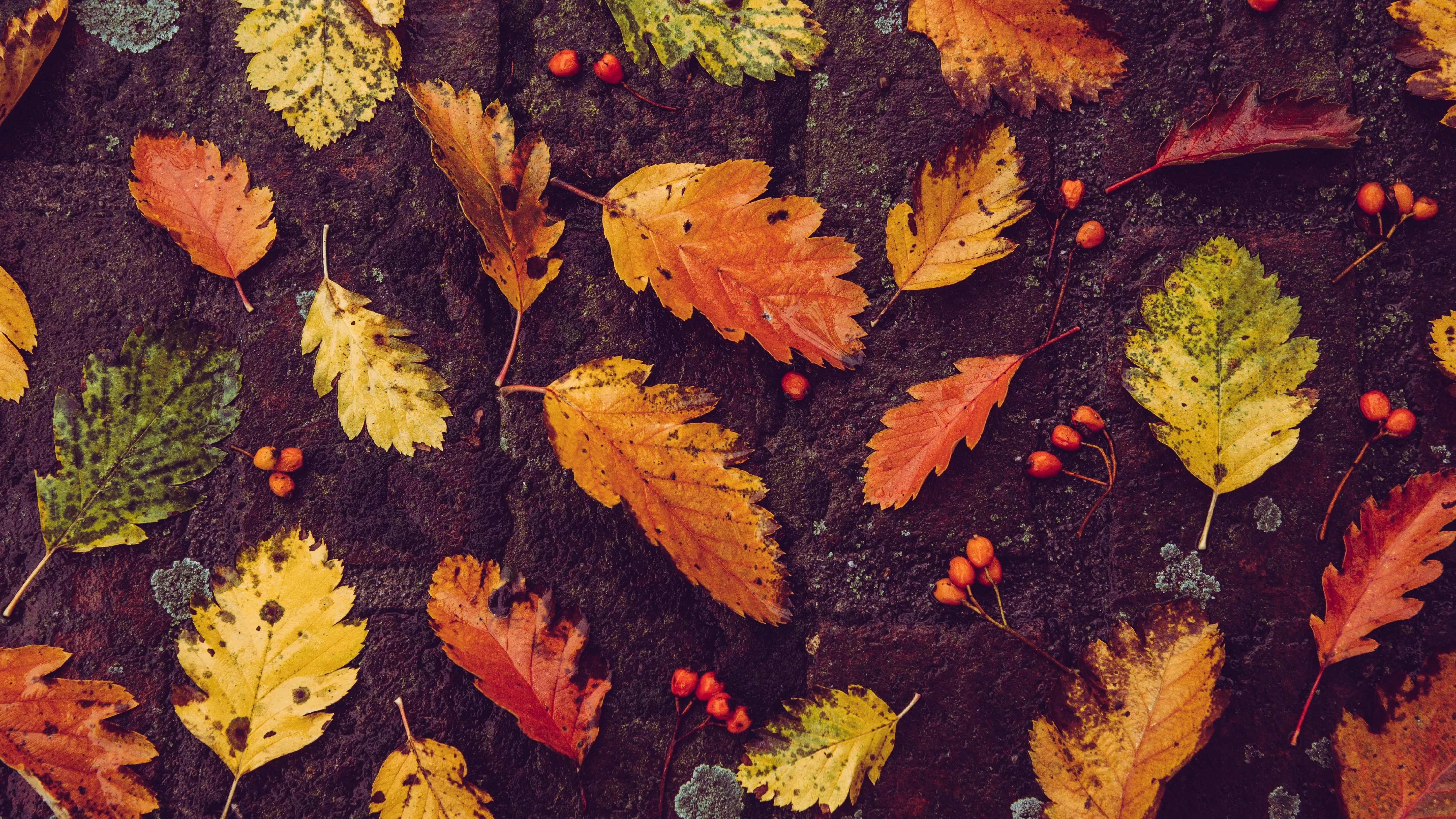 Autumn leaves Wallpaper 4K, Foliage