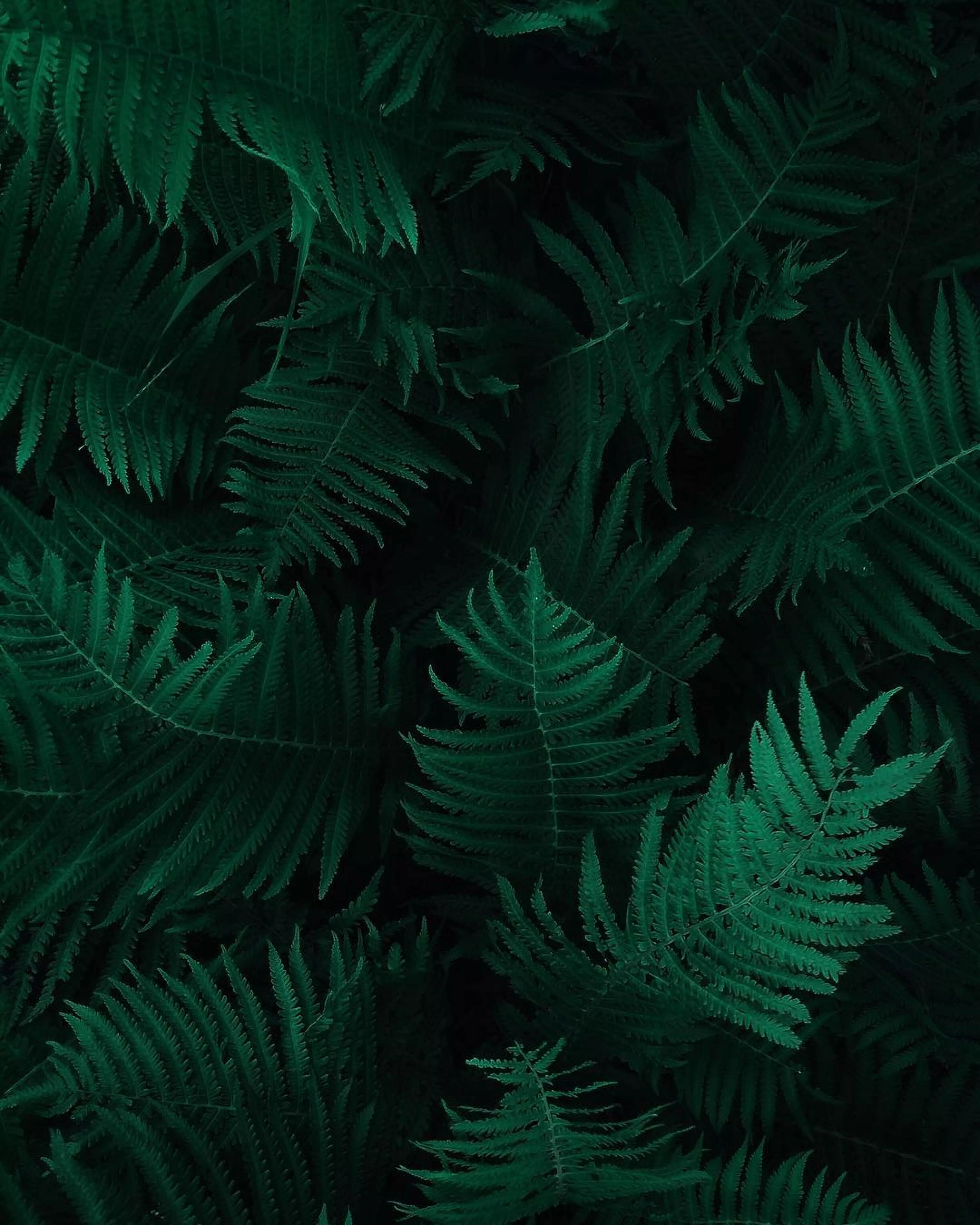 Green Fern Leaves · Free