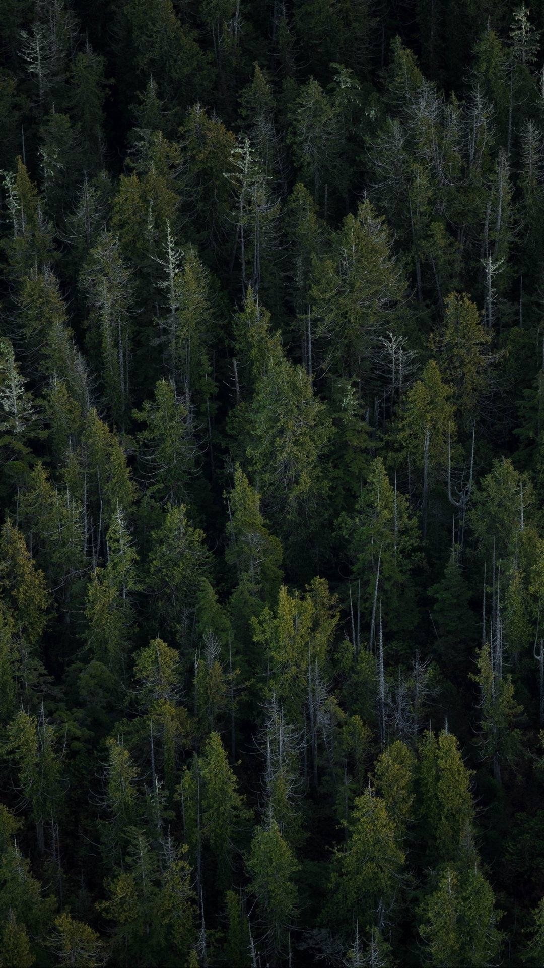 Evergreen Forest iPhone Wallpaper