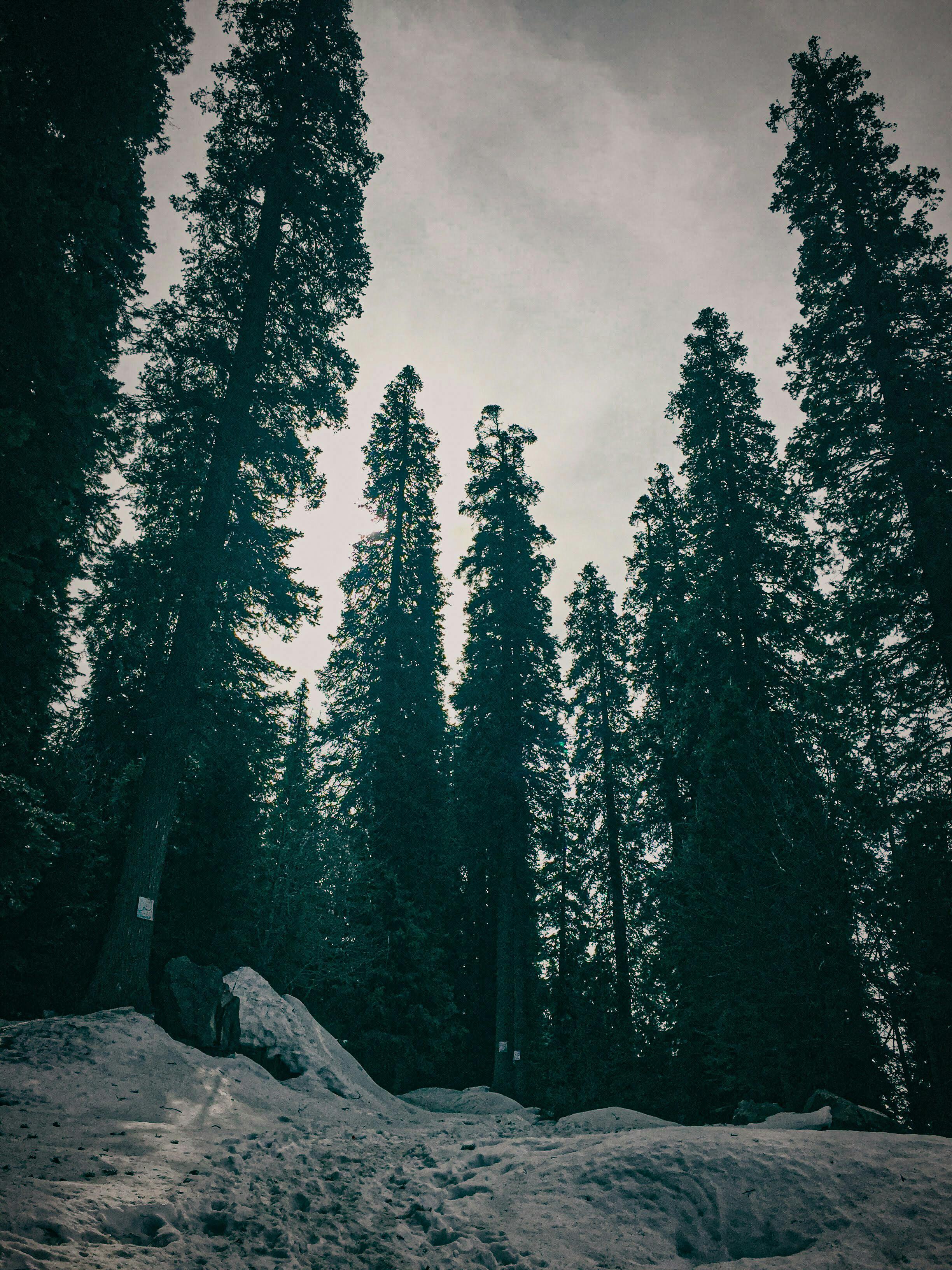 Evergreen Forest in Winter · Free Stock