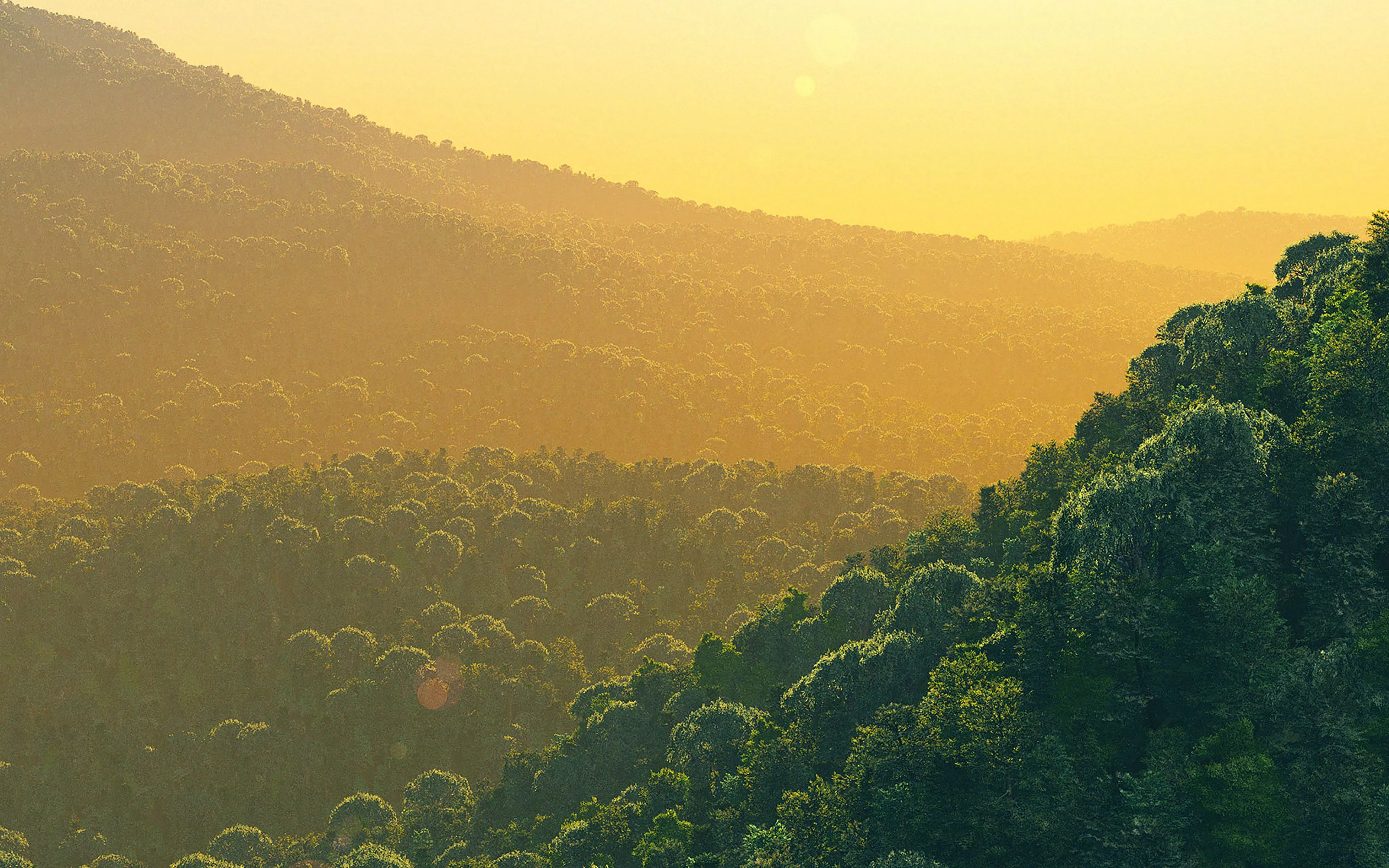 Wallpaper Evergreen Curves