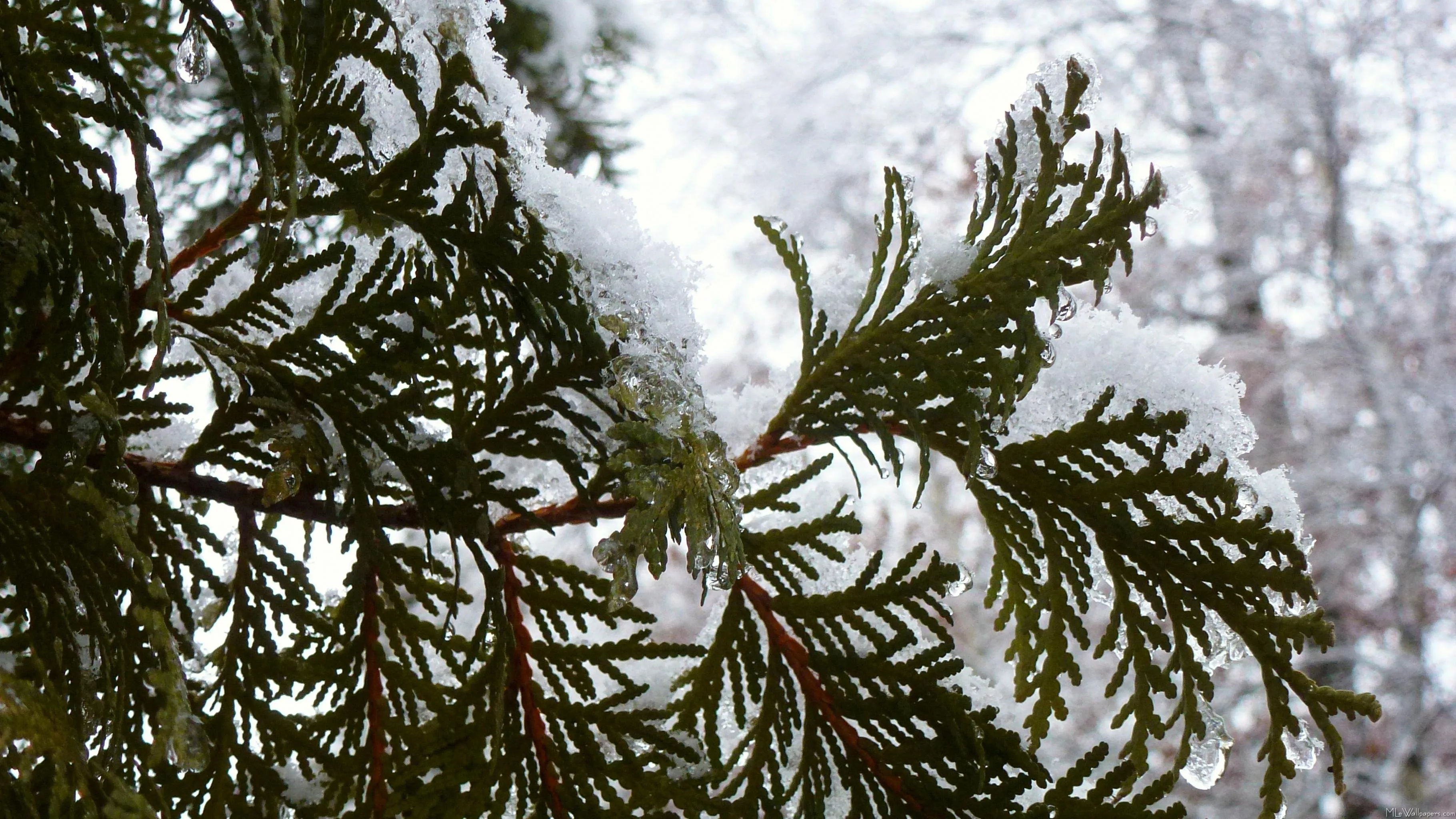 Snow on Evergreen Branches