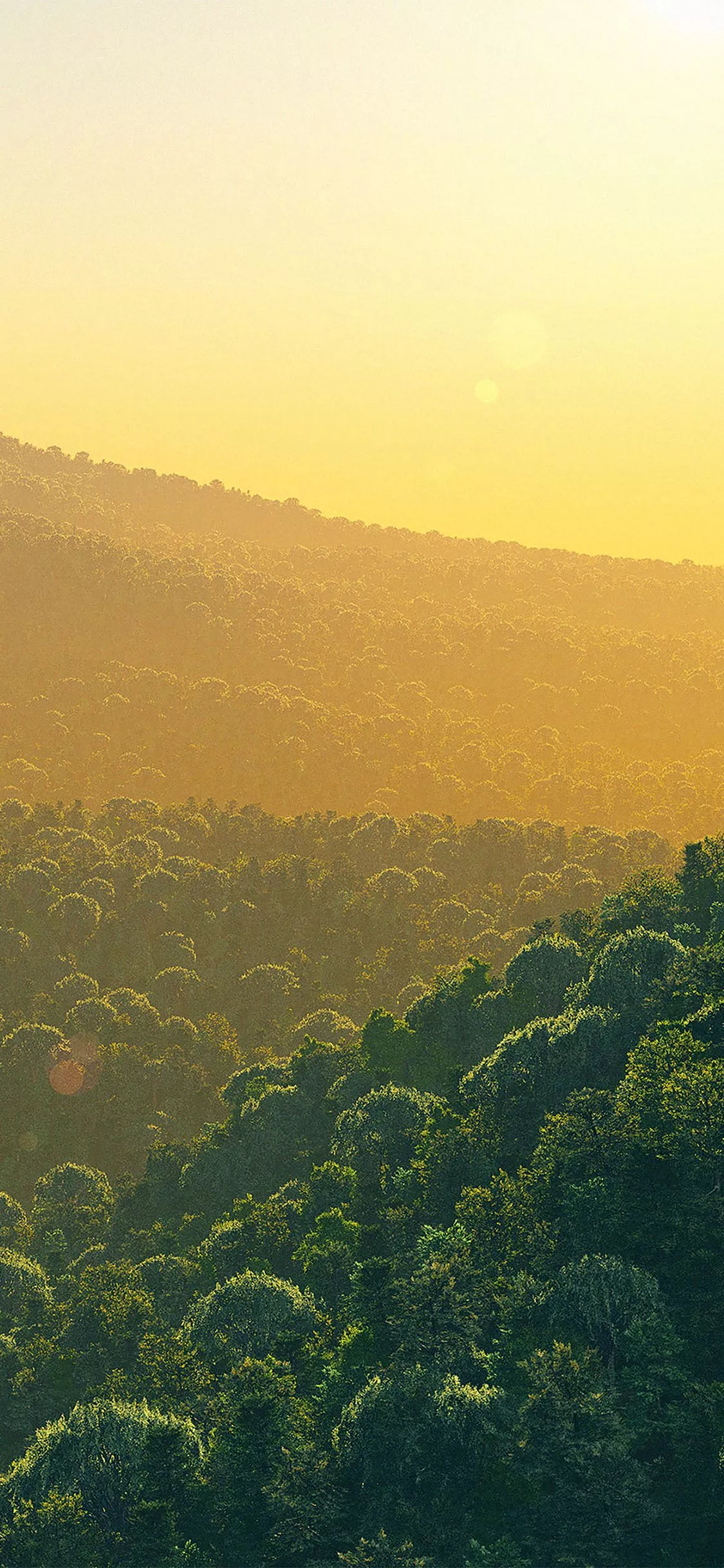 Wallpaper Evergreen Curves