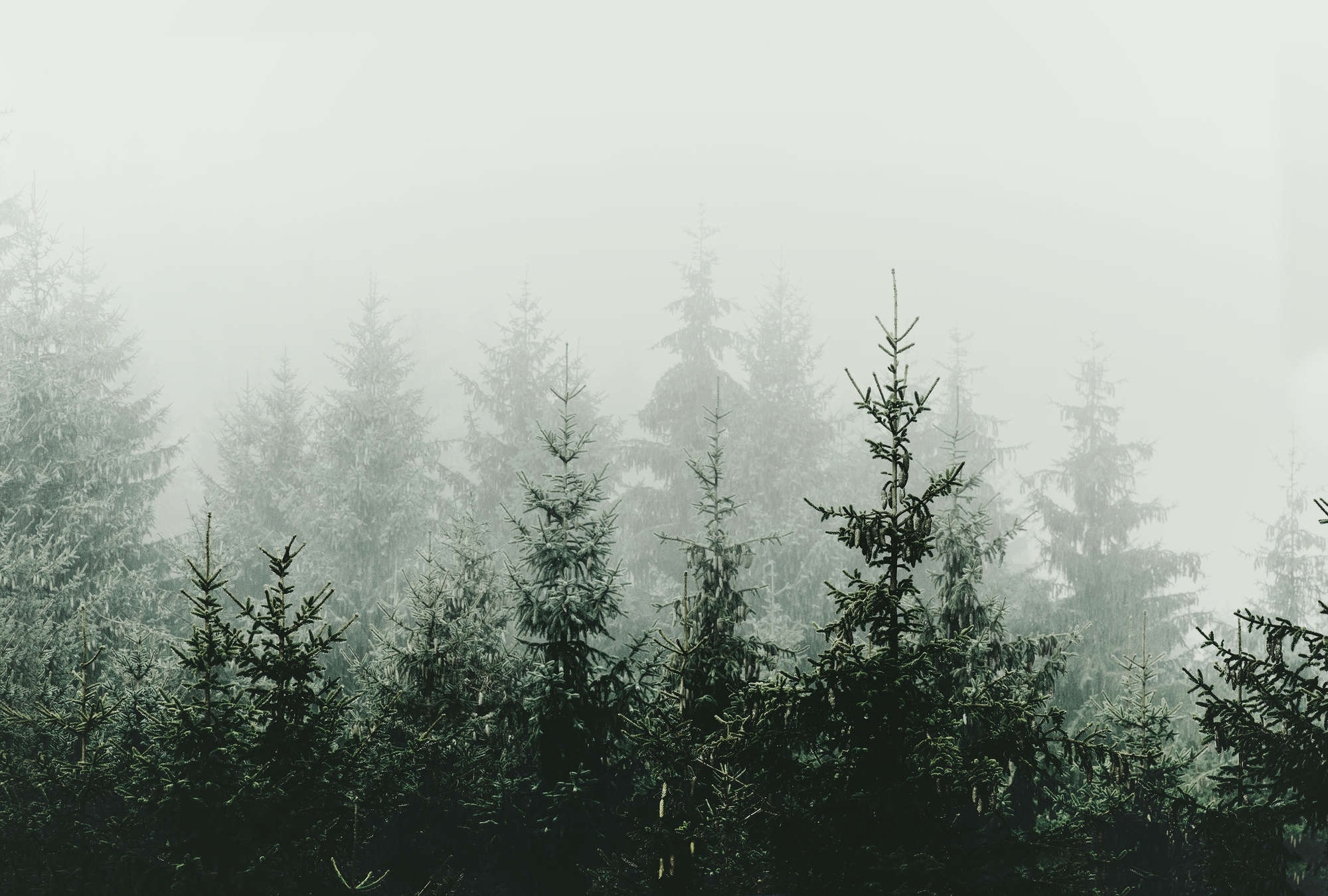 wallpaper forest in fog evergreen pines