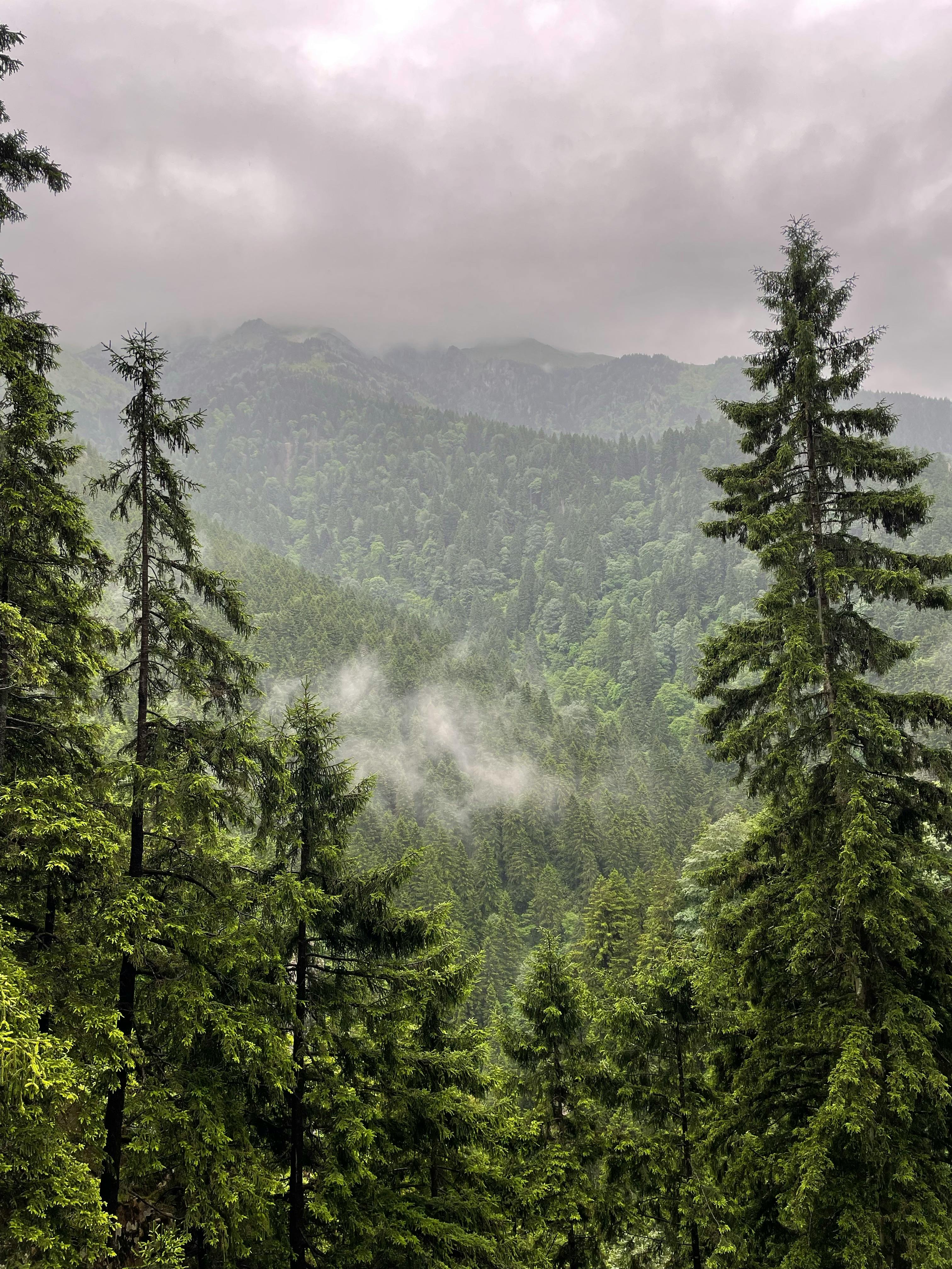 Deep, Evergreen Forest · Free