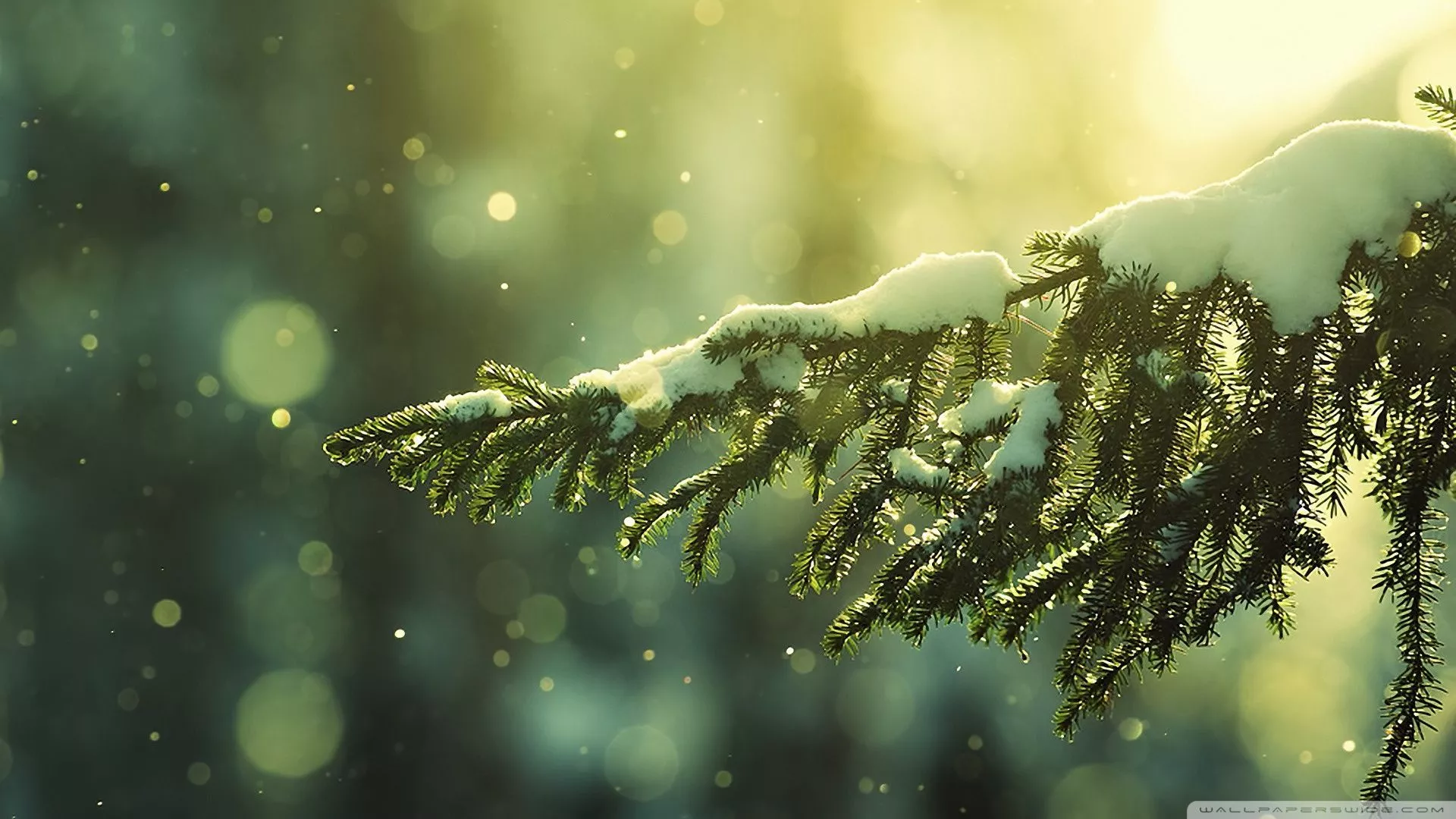 Winter Evergreen Ultra HD Wallpaper