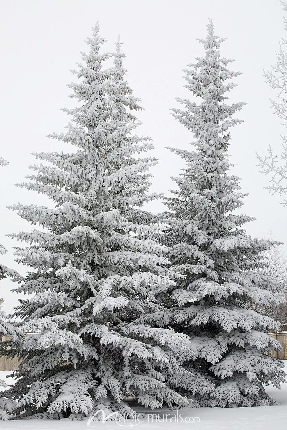 Snow Covered Evergreen Trees Wallpaper
