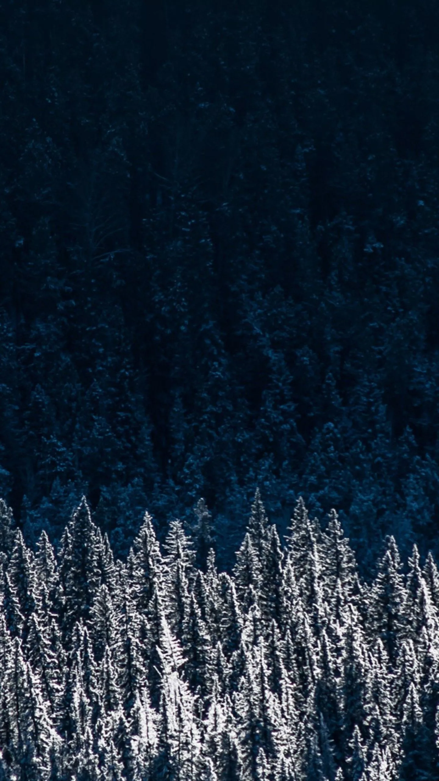 Evergreen Pine Shadow Pine Trees 4K HD