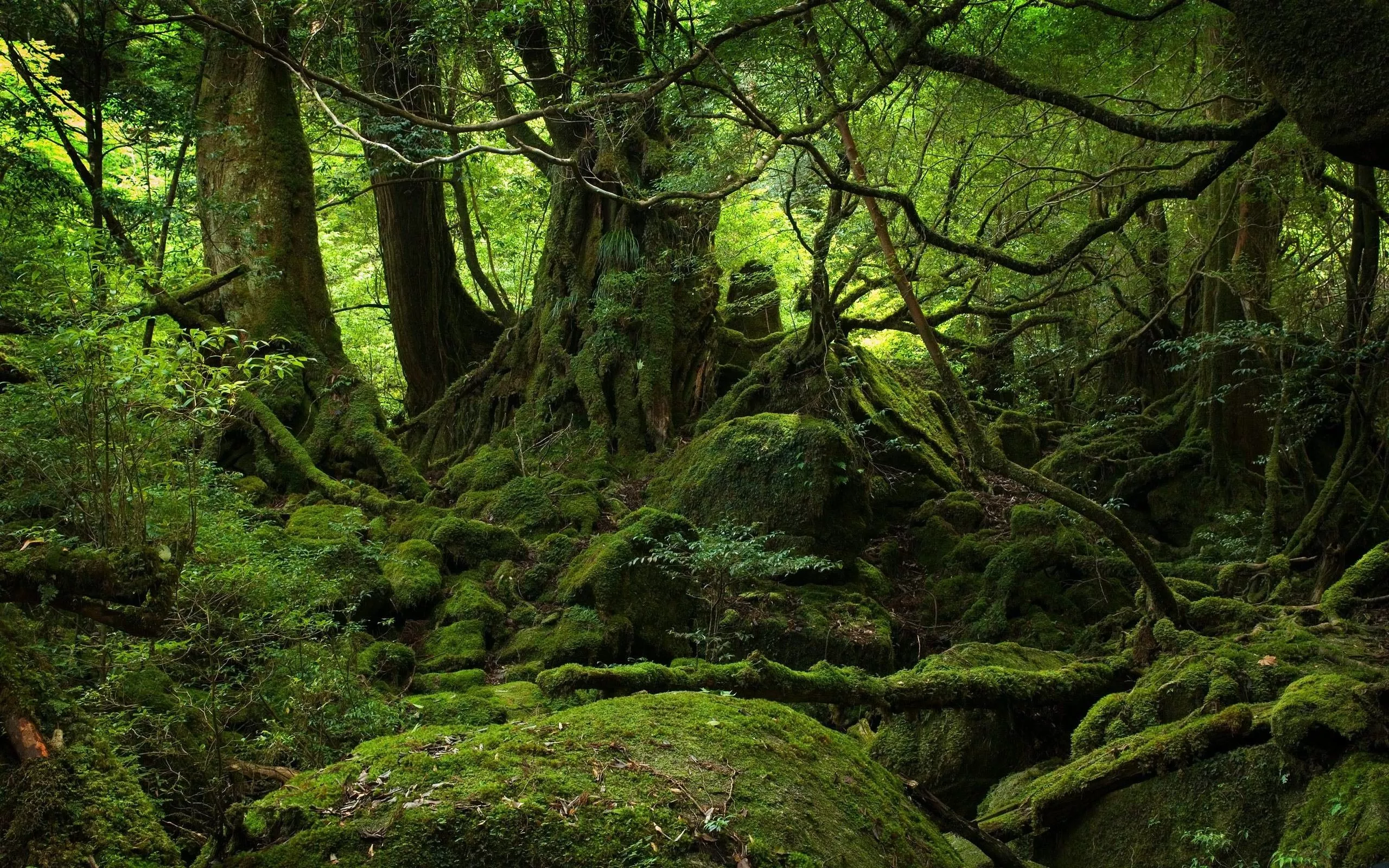 Trippy Forest Wallpaper