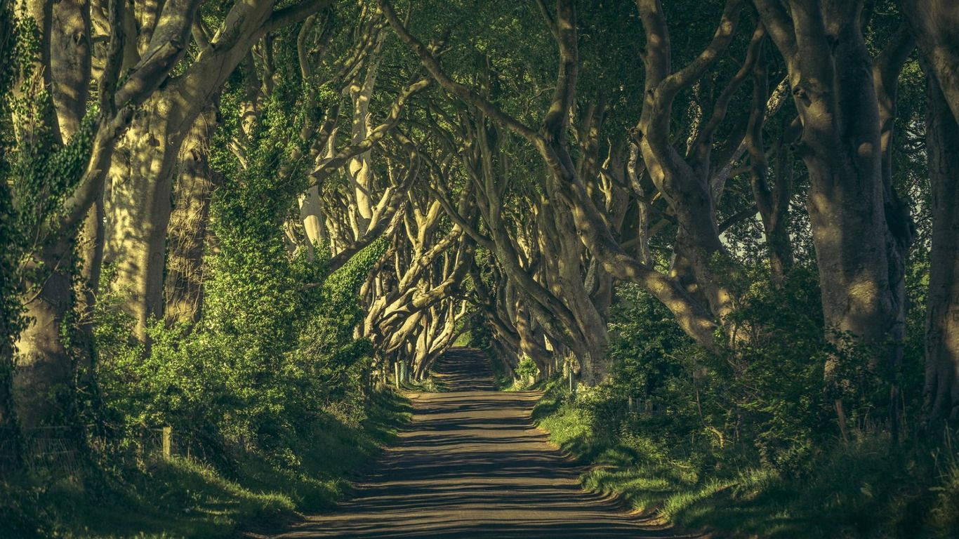 Enchanted Forest Wallpaper