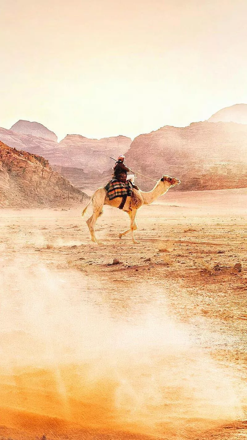 Camel, animal, desert, nature, sahara