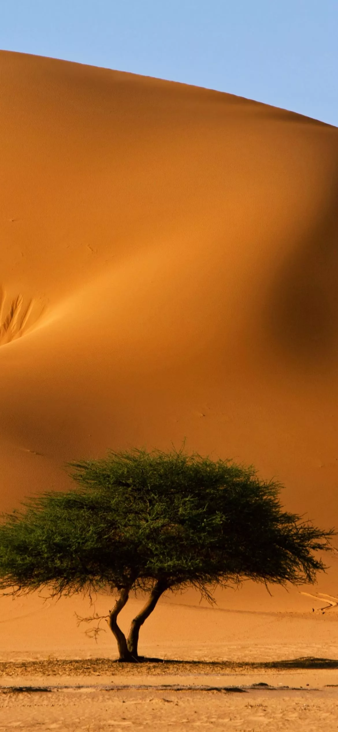 Mobile wallpaper: Sand, Desert, Tree