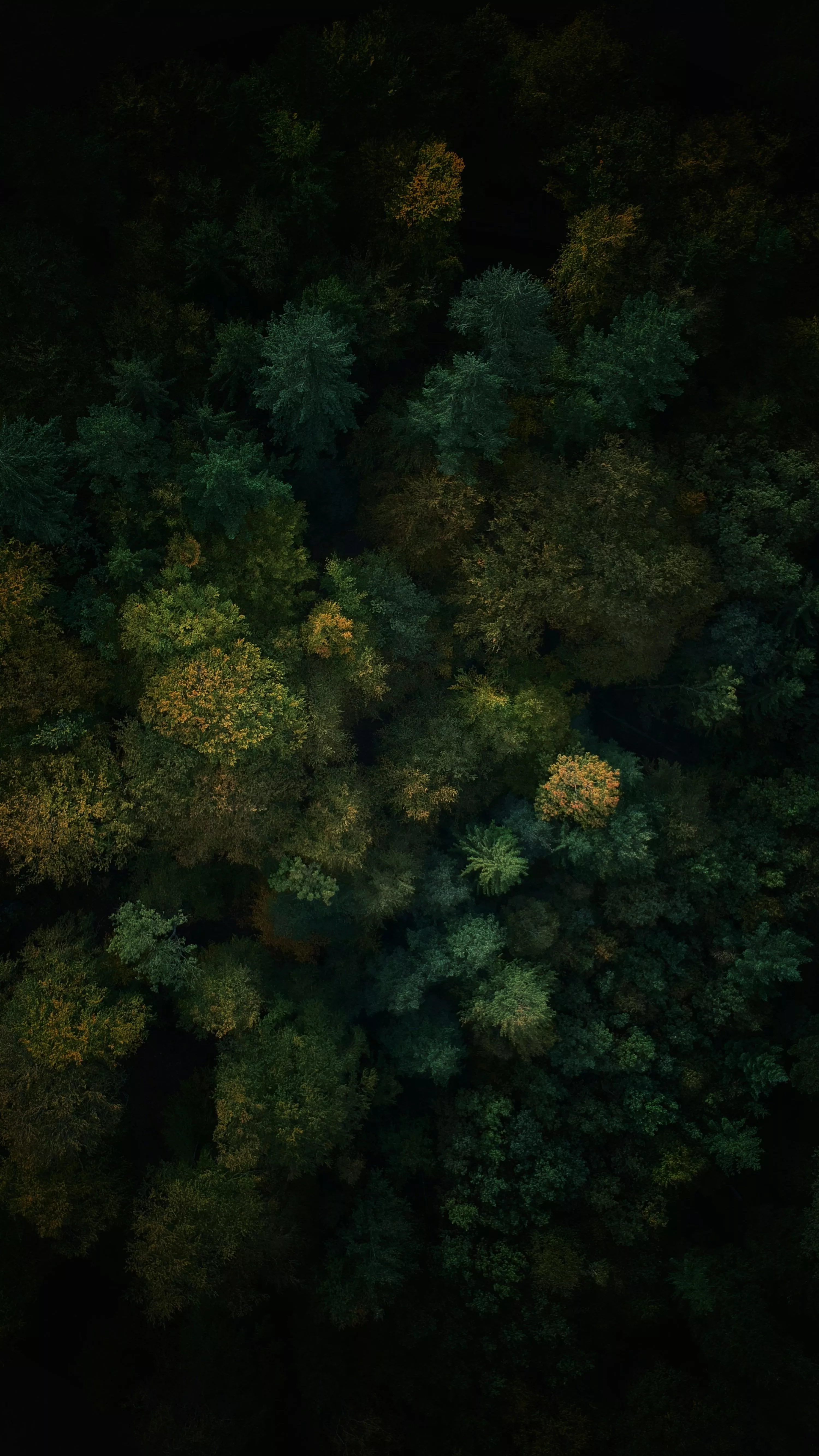 An aerial view of a forest with lots