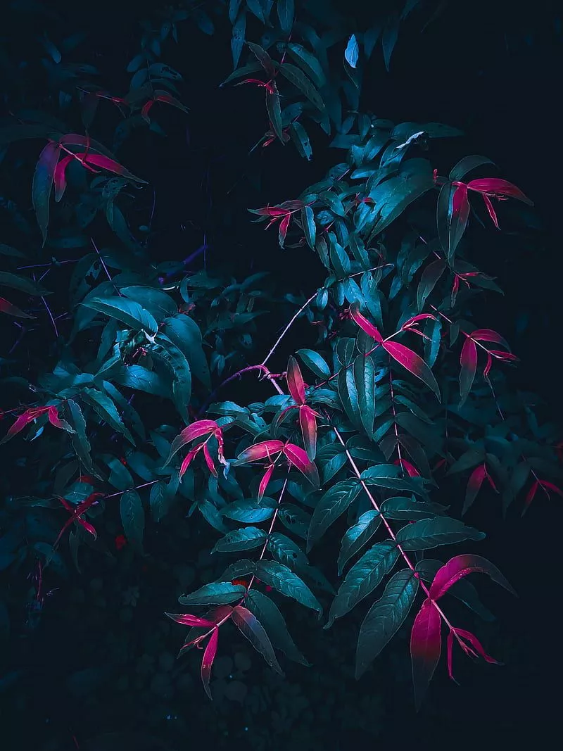 Magical forest, avatar, black, dark, mysterious, mystic, pink, plants, HD phone wallpaper