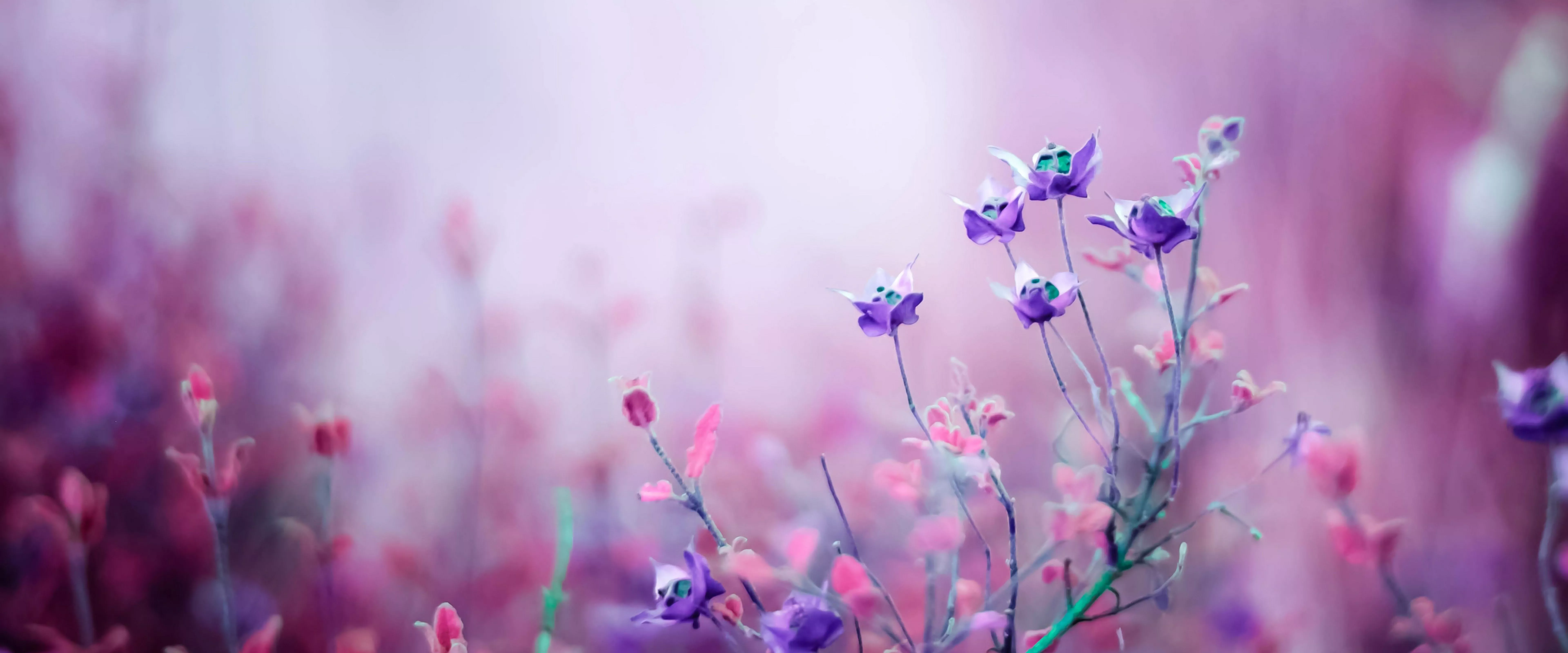 Purple Flower 4K Wallpaper