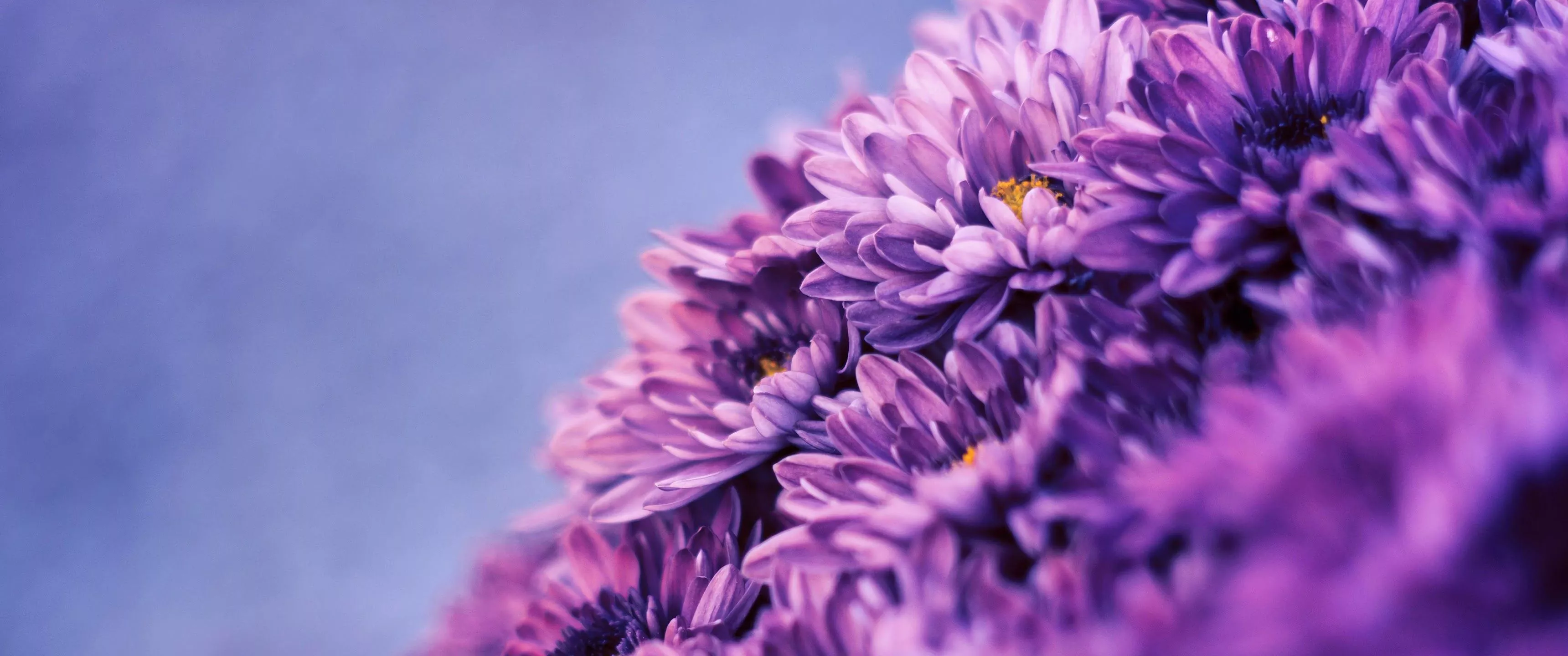 Purple Flower Nature 4K Wallpaper