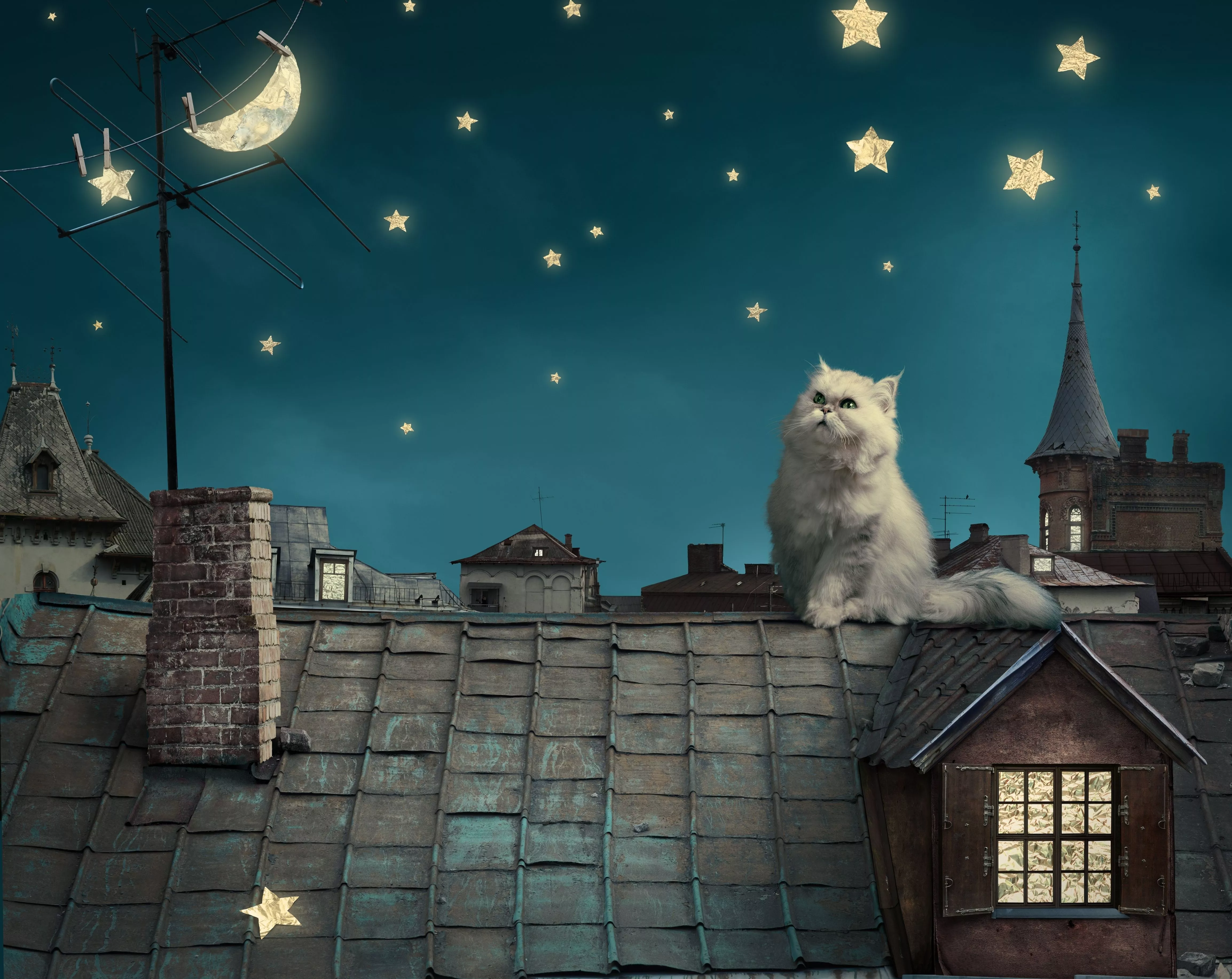 Persian (Houses, Stars, Night) HD Cat