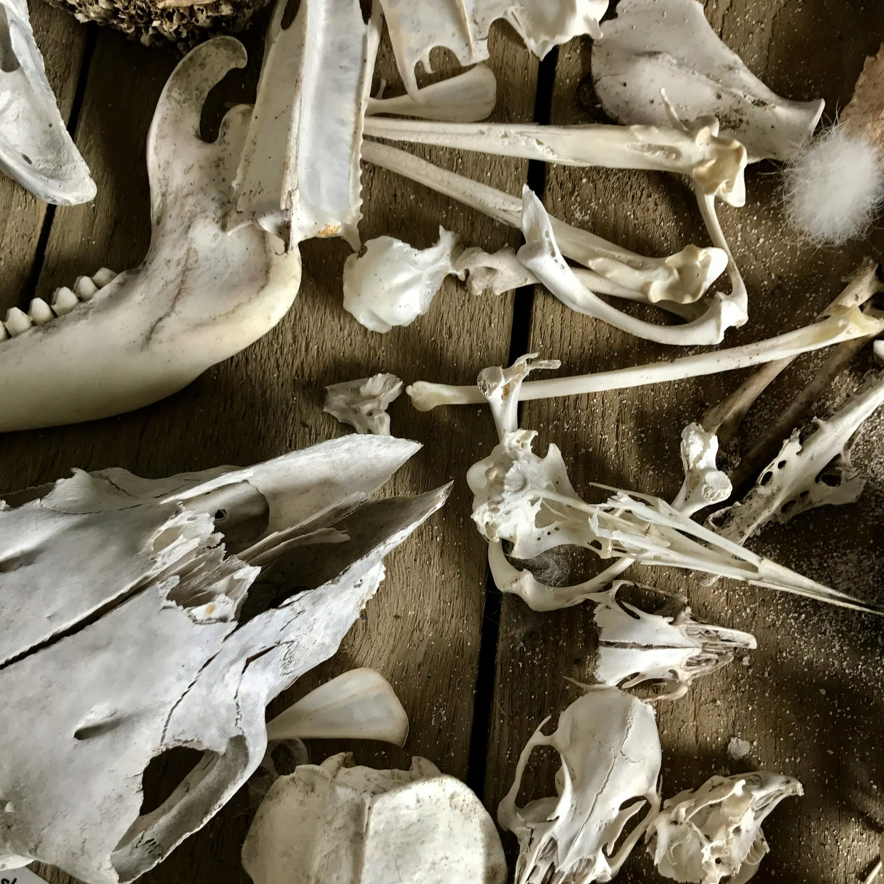 Animal Bones Picture. Download Free